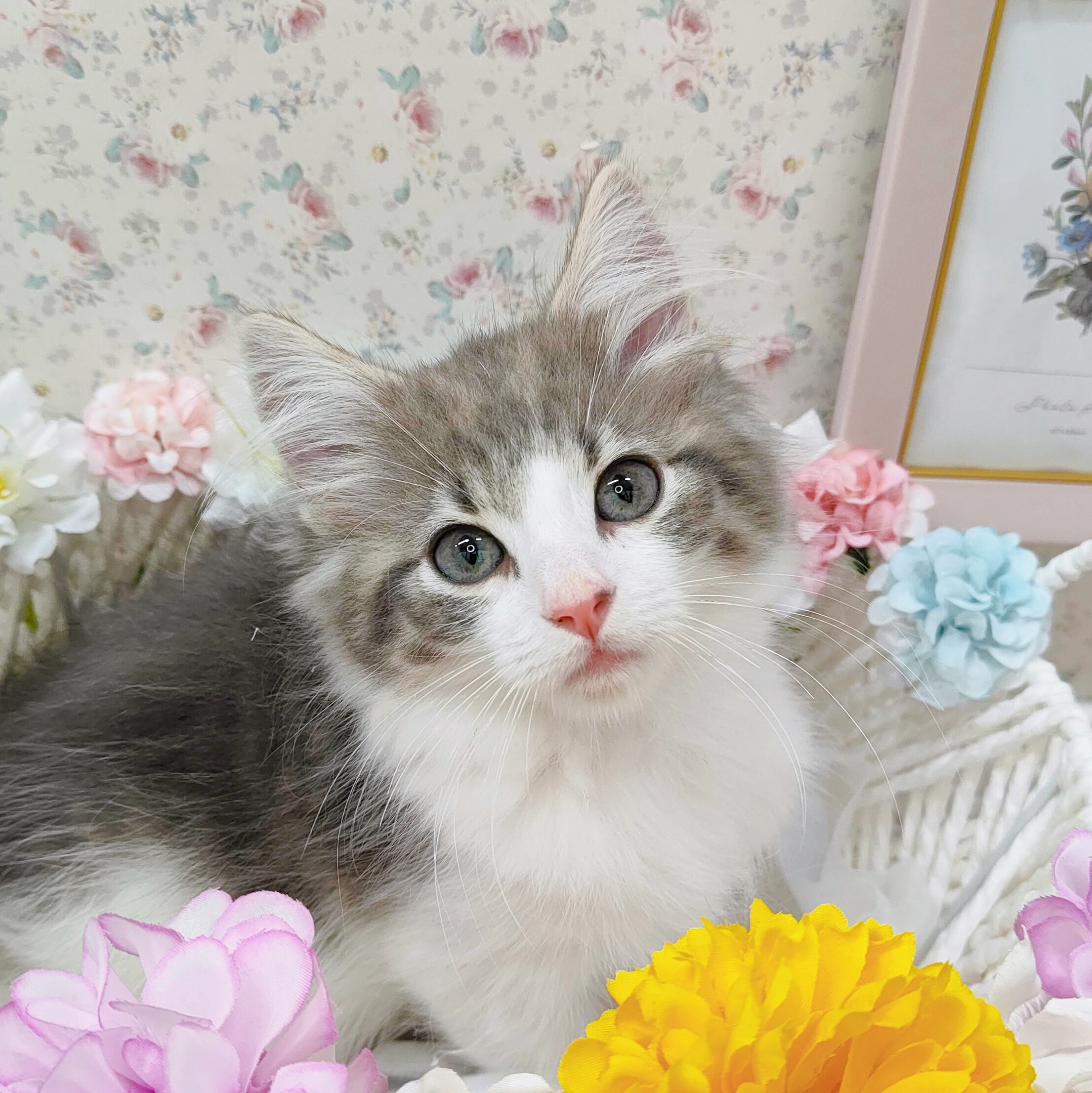 石川県のノルウェージャンフォレストキャット (犬の家＆猫の里アミーゴ金沢有松店/2025年9月11日生まれ/女の子/ブルータビーホワイト)の子猫の1枚目の画像