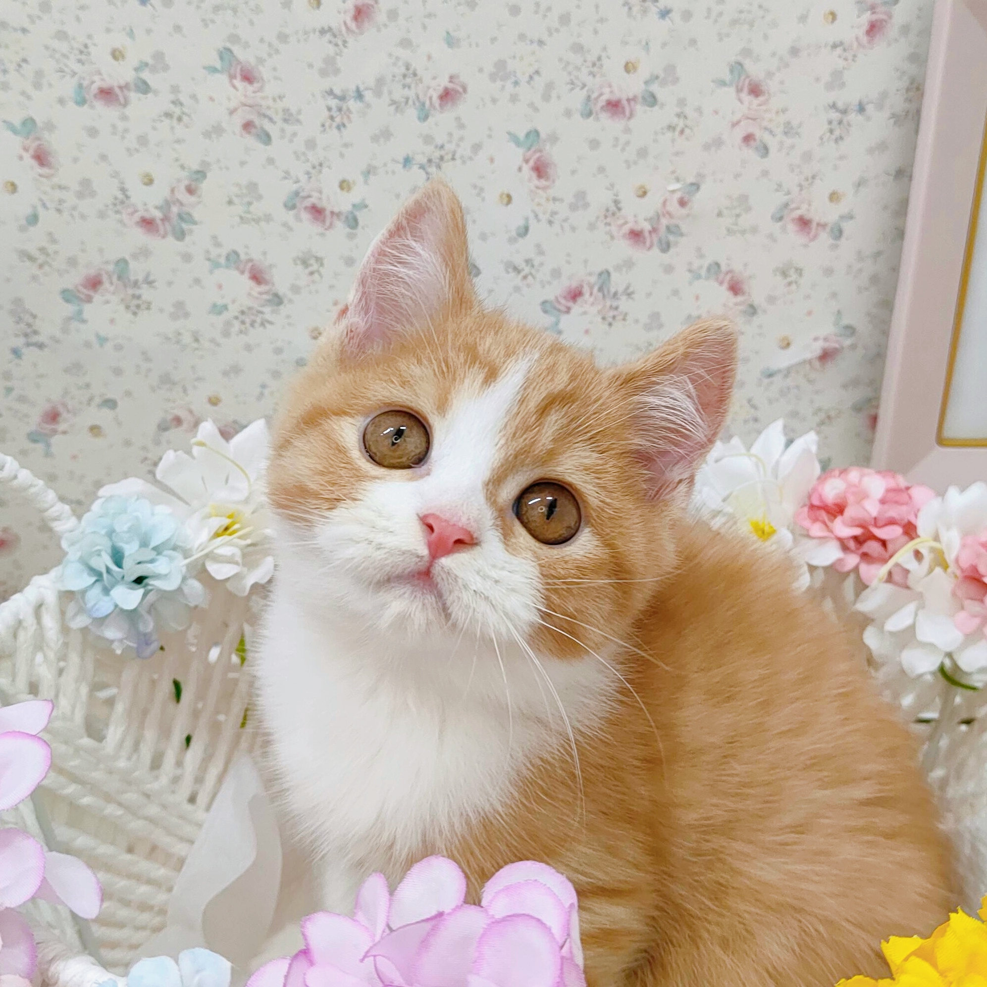 石川県のスコティッシュストレート (犬の家＆猫の里アミーゴ金沢有松店/2025年9月18日生まれ/男の子/レッドタビーホワイト)の子猫