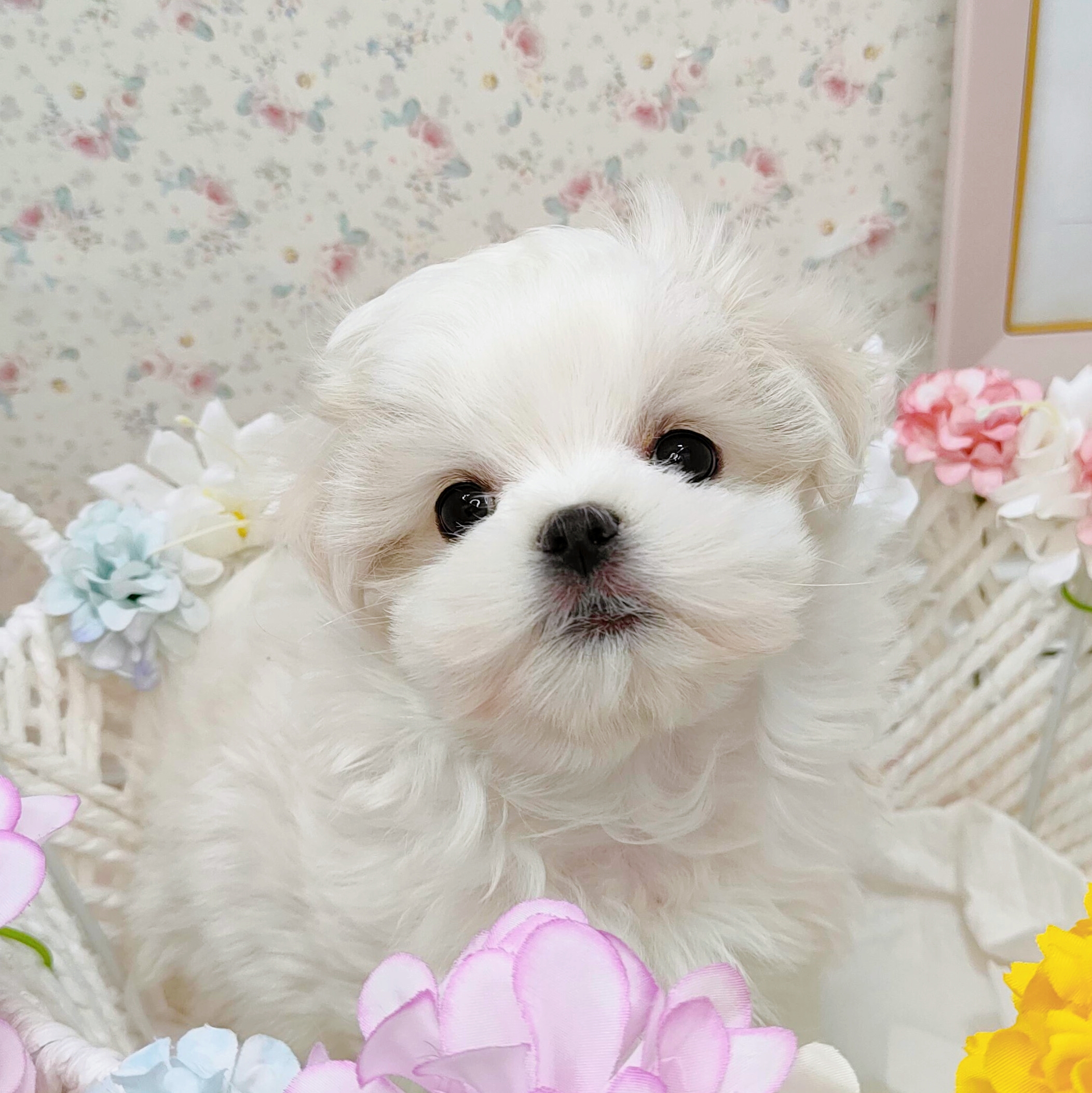 石川県のマルチーズ (犬の家＆猫の里アミーゴ金沢有松店/2025年9月20日生まれ/女の子/ホワイト)の子犬