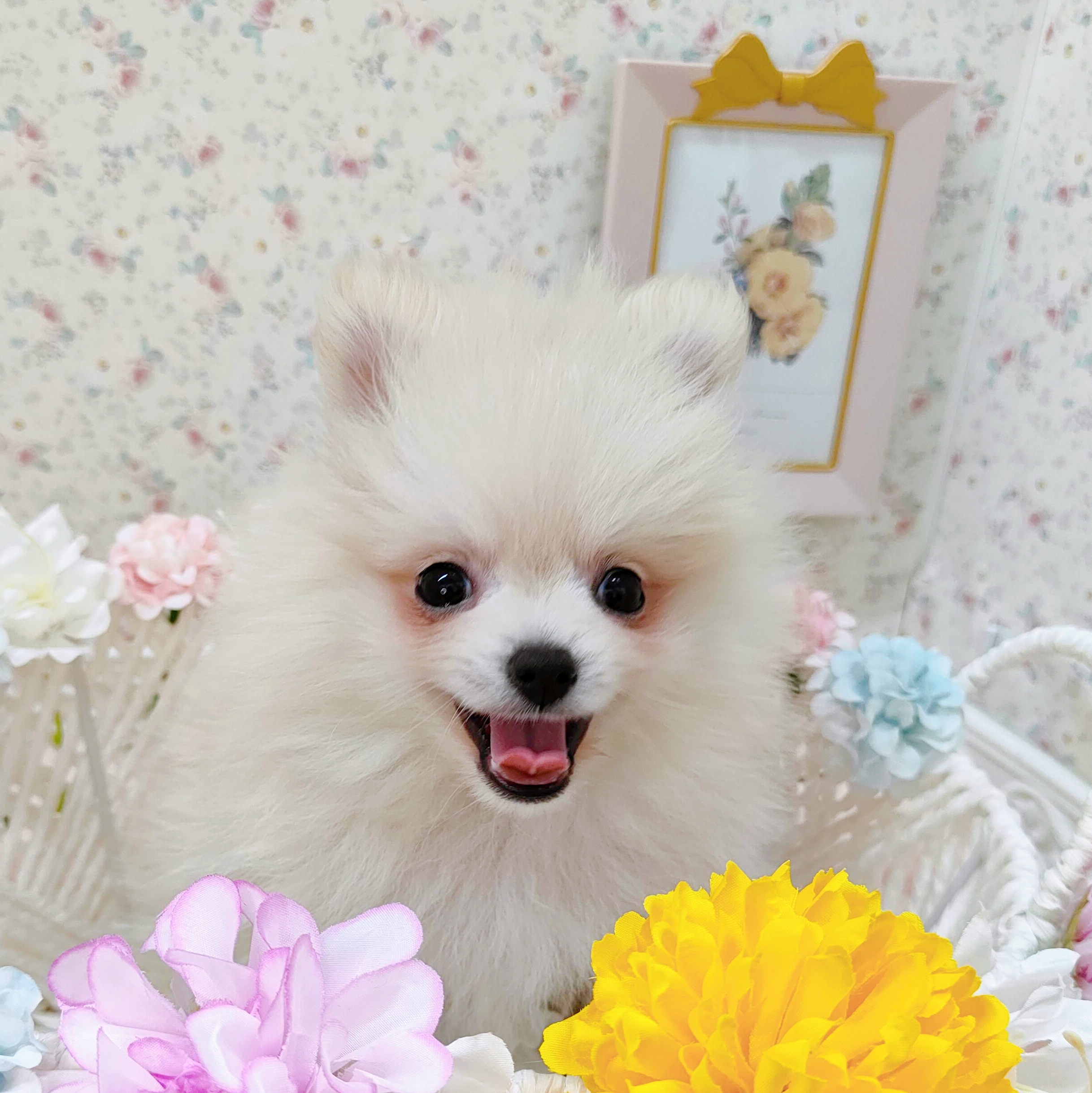 石川県のポメラニアン (犬の家＆猫の里アミーゴ金沢有松店/2025年9月26日生まれ/男の子/クリーム)の子犬