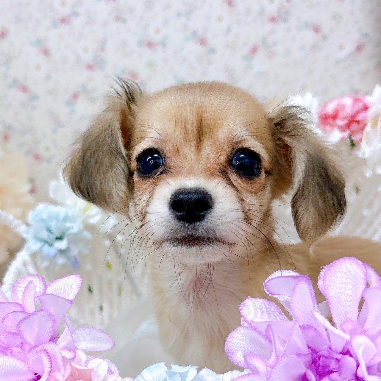 石川県のチワックス(チワワ×ダックス) (犬の家＆猫の里アミーゴ金沢有松店/2025年9月28日生まれ/女の子/フォーン)の子犬の2枚目の画像