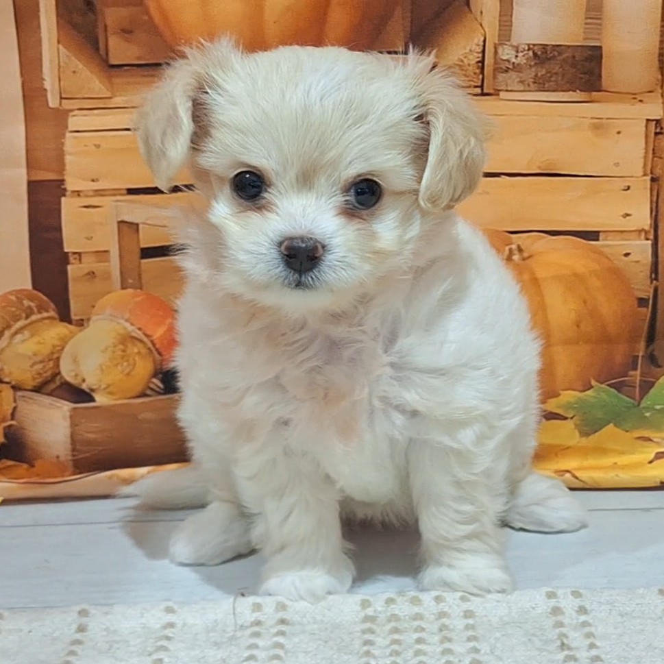 福岡県のチワプー/プーチー(チワワ×プードル) (犬の家&猫の里トリアス久山店/2025年8月26日生まれ/女の子/クリーム)の子犬の2枚目の画像