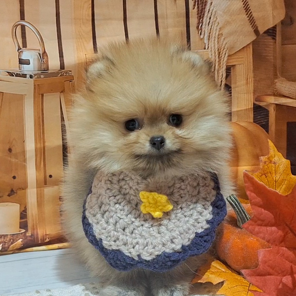 福岡県のポメラニアン (犬の家&猫の里トリアス久山店/2025年8月24日生まれ/女の子/オレンジ)の子犬の2枚目の画像