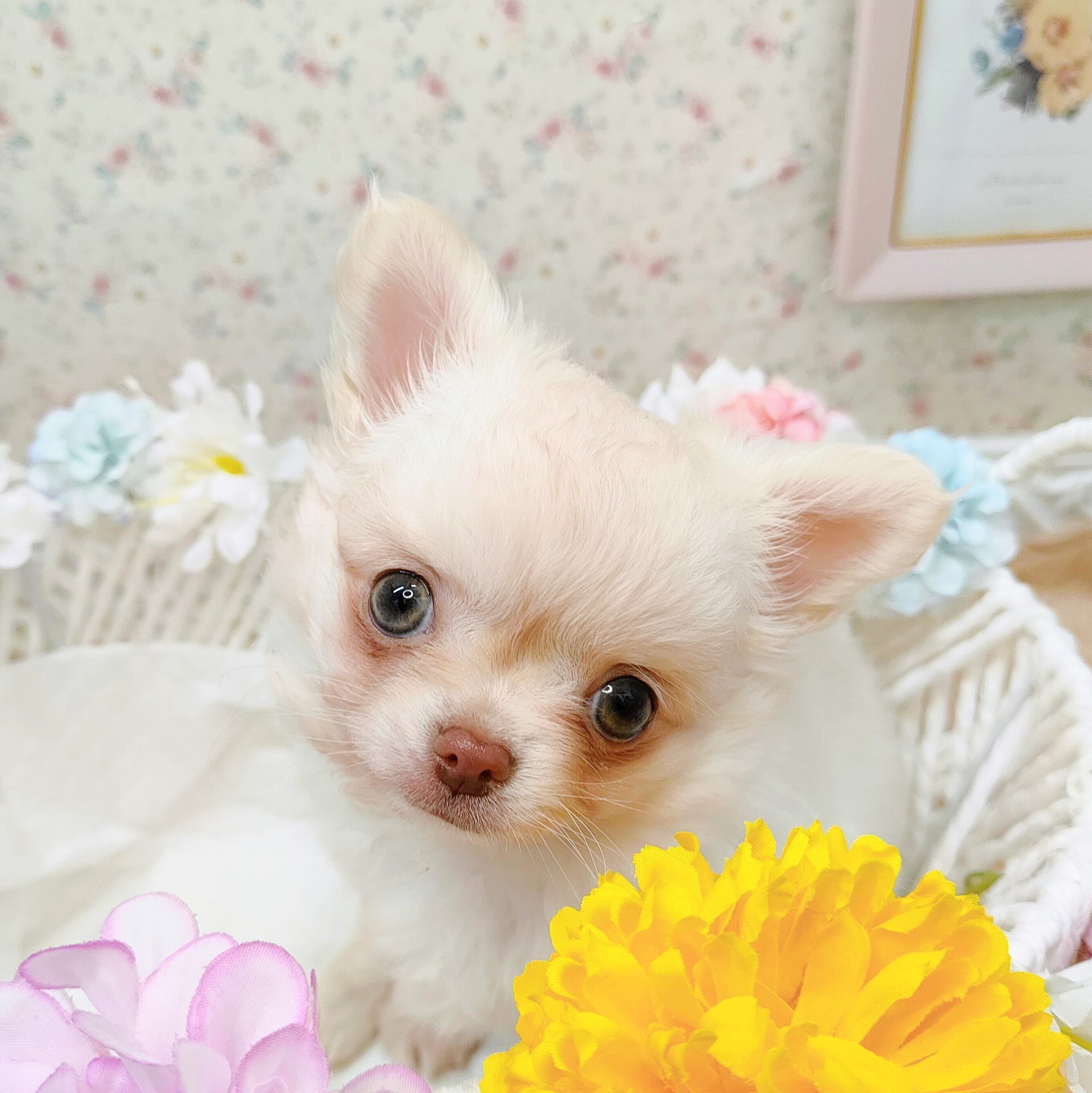 石川県のチワワ(ロング) (犬の家＆猫の里アミーゴ金沢有松店/2025年10月15日生まれ/男の子/クリーム)の子犬の1枚目の画像