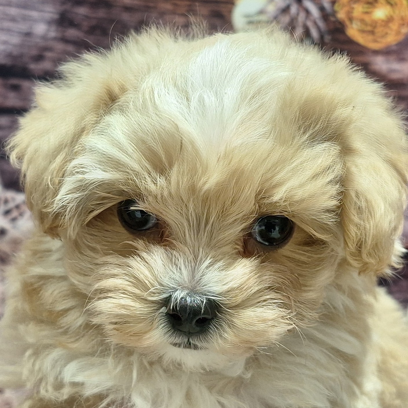 福岡県のマルプー(マルチーズ×プードル) (犬の家＆猫の里トリアス久山店/2025年10月14日生まれ/女の子/クリームホワイト)の子犬の1枚目の画像