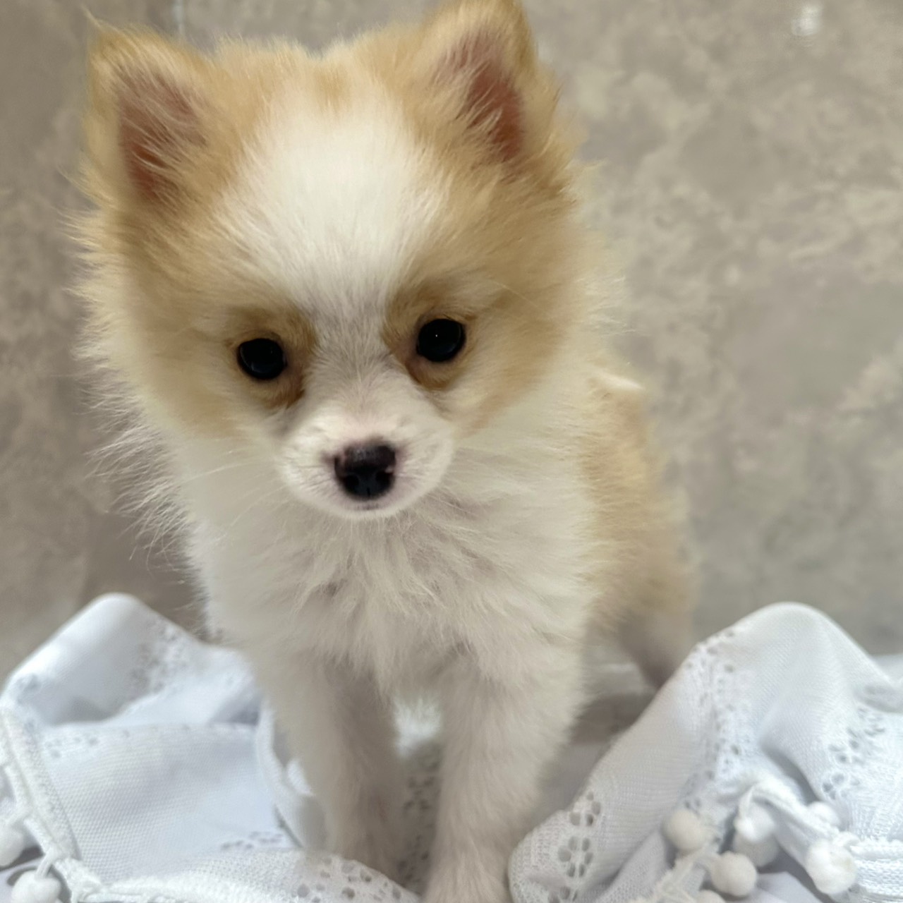 福岡県のポメラニアン (犬の家＆猫の里くりえいと宗像店/2025年11月16日生まれ/女の子/パーティーカラー)の子犬の2枚目の画像