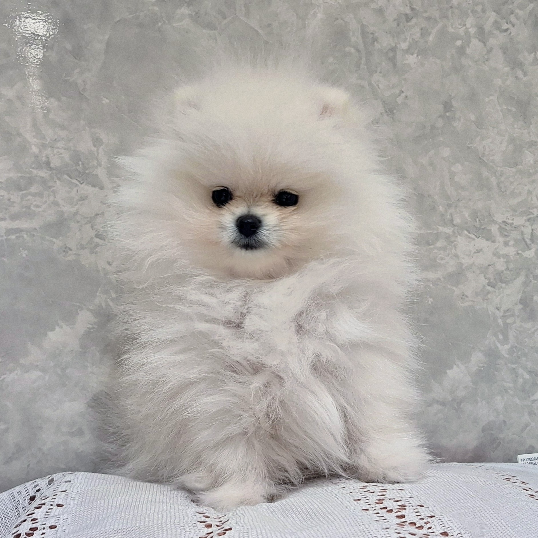 福岡県のポメラニアン (犬の家＆猫の里くりえいと宗像店/2025年11月30日生まれ/女の子/ホワイト)の子犬の1枚目の画像