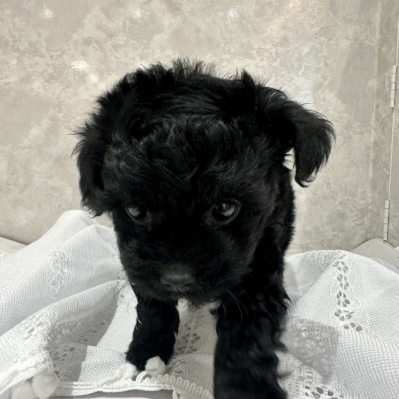 福岡県のチワプー/プーチー(チワワ×プードル) (犬の家＆猫の里くりえいと宗像店/2026年1月16日生まれ/男の子/ブラック)の子犬の2枚目の画像