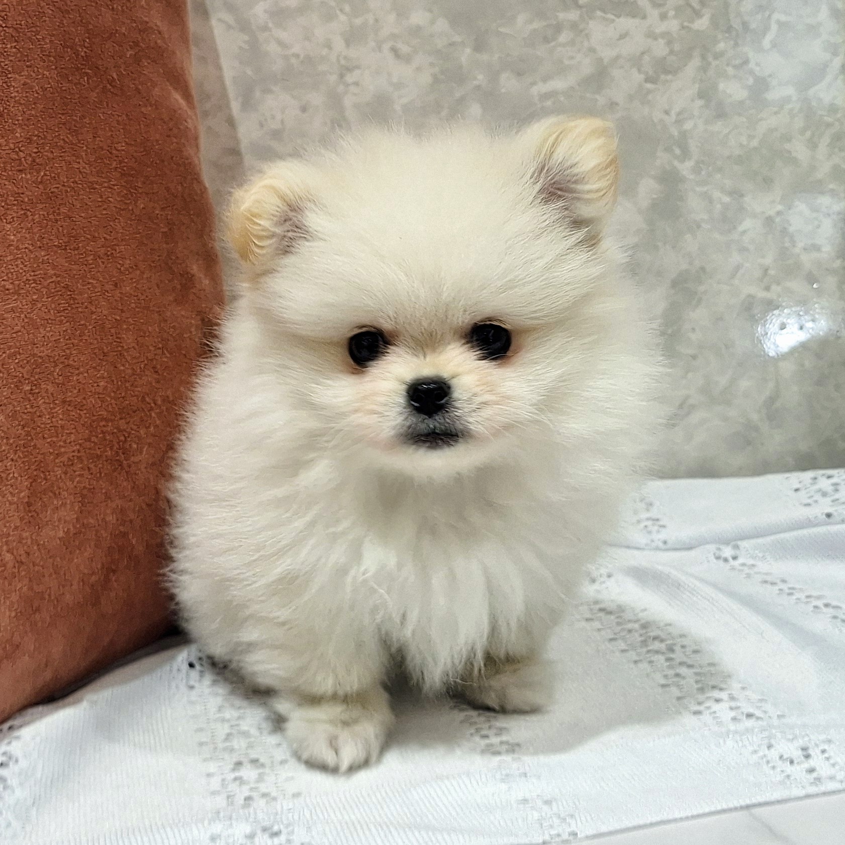 福岡県のペキポメ/ポメペキ(ペキニーズ×ポメラニアン) (犬の家＆猫の里くりえいと宗像店/2026年1月14日生まれ/男の子/クリーム)の子犬の2枚目の画像