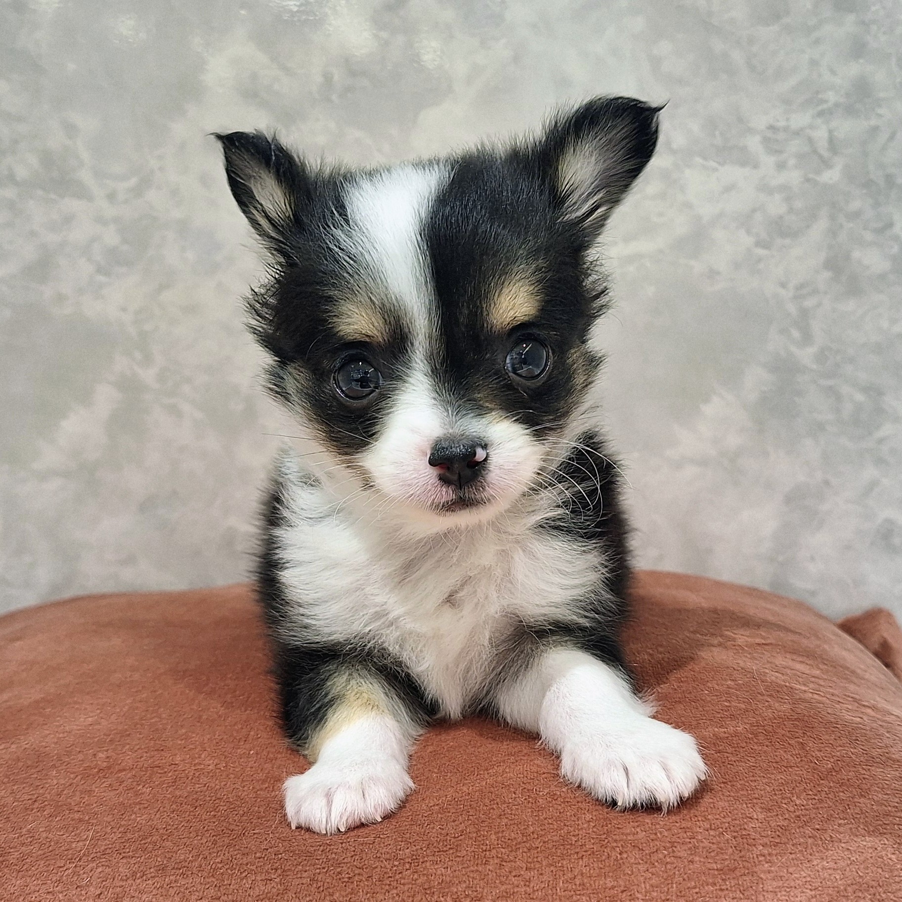 福岡県のチワワ(ロング) (犬の家＆猫の里くりえいと宗像店/2026年1月13日生まれ/男の子/ブラックタンホワイト)の子犬の2枚目の画像