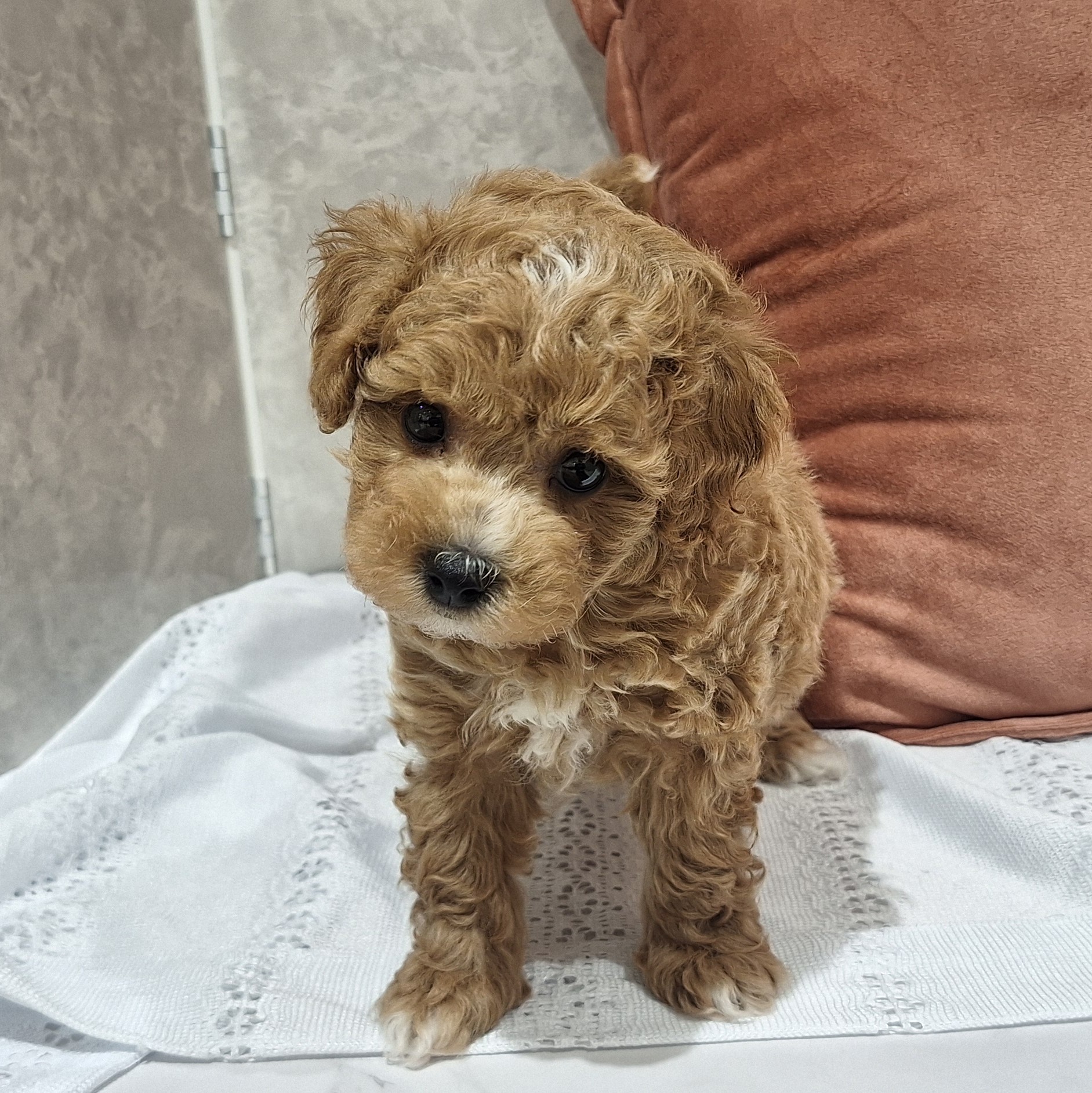 福岡県のビションプー(ビションフリーゼ×プードル) (犬の家＆猫の里くりえいと宗像店/2026年1月19日生まれ/男の子/アプリコット)の子犬の2枚目の画像