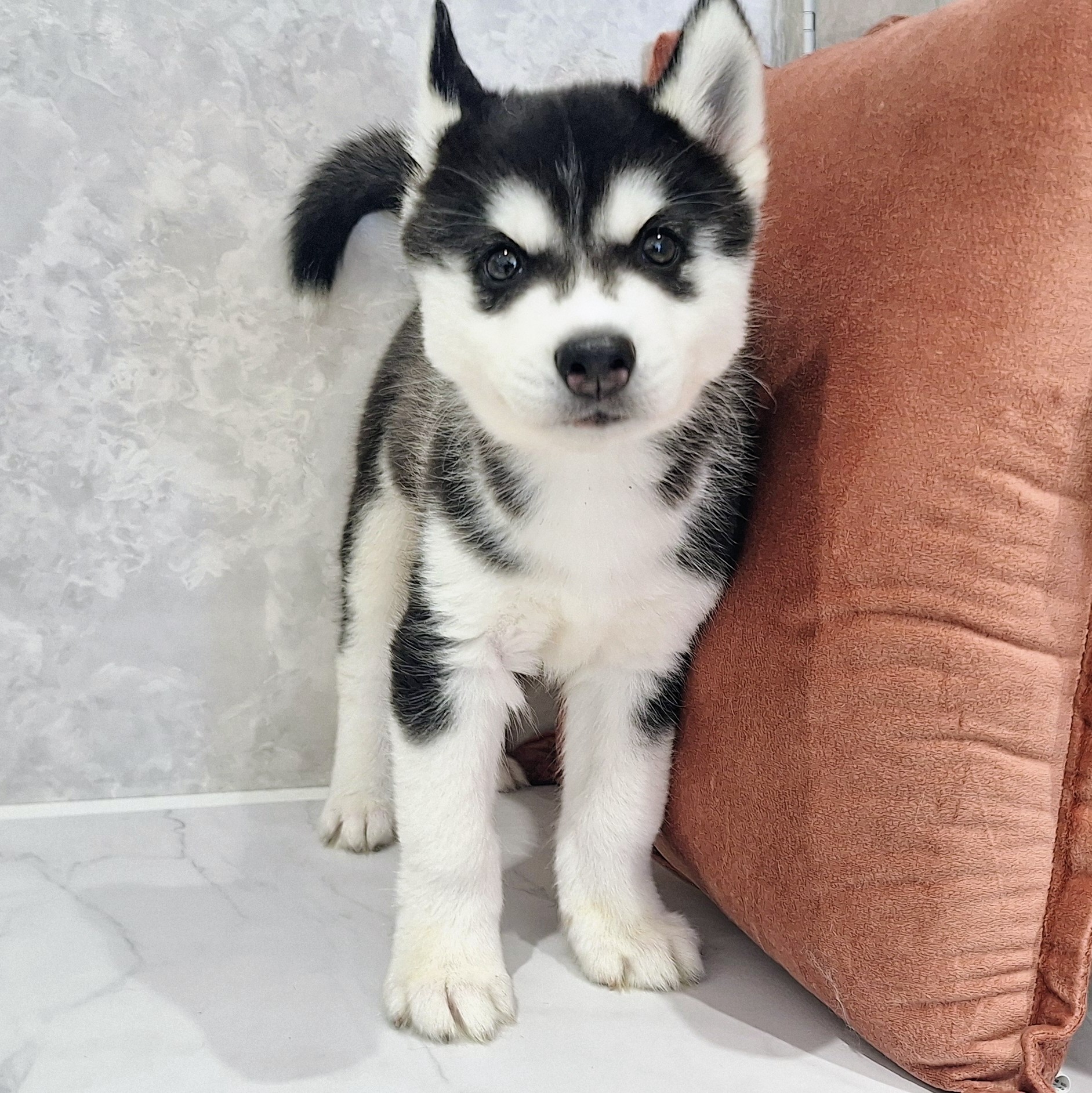 福岡県のシベリアンハスキー (犬の家＆猫の里くりえいと宗像店/2026年1月25日生まれ/男の子/ブラックホワイト)の子犬の2枚目の画像