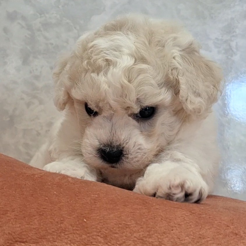 福岡県のビションフリーゼ (犬の家＆猫の里くりえいと宗像店/2026年1月27日生まれ/男の子/ホワイト)の子犬の2枚目の画像