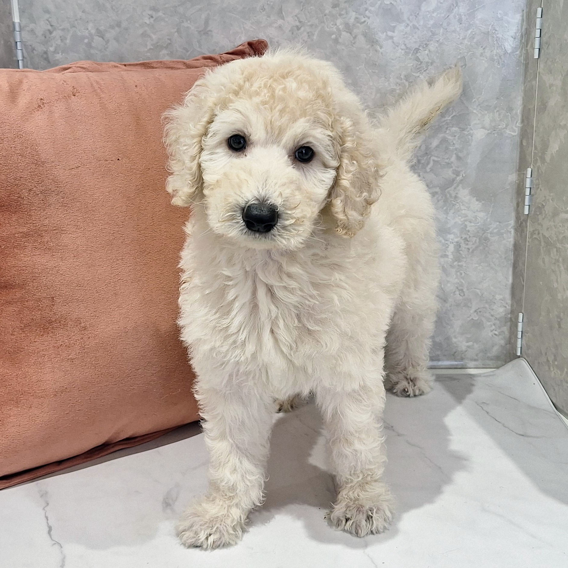 福岡県のスタンダードプードル (犬の家＆猫の里くりえいと宗像店/2026年1月27日生まれ/男の子/ホワイト)の子犬の2枚目の画像