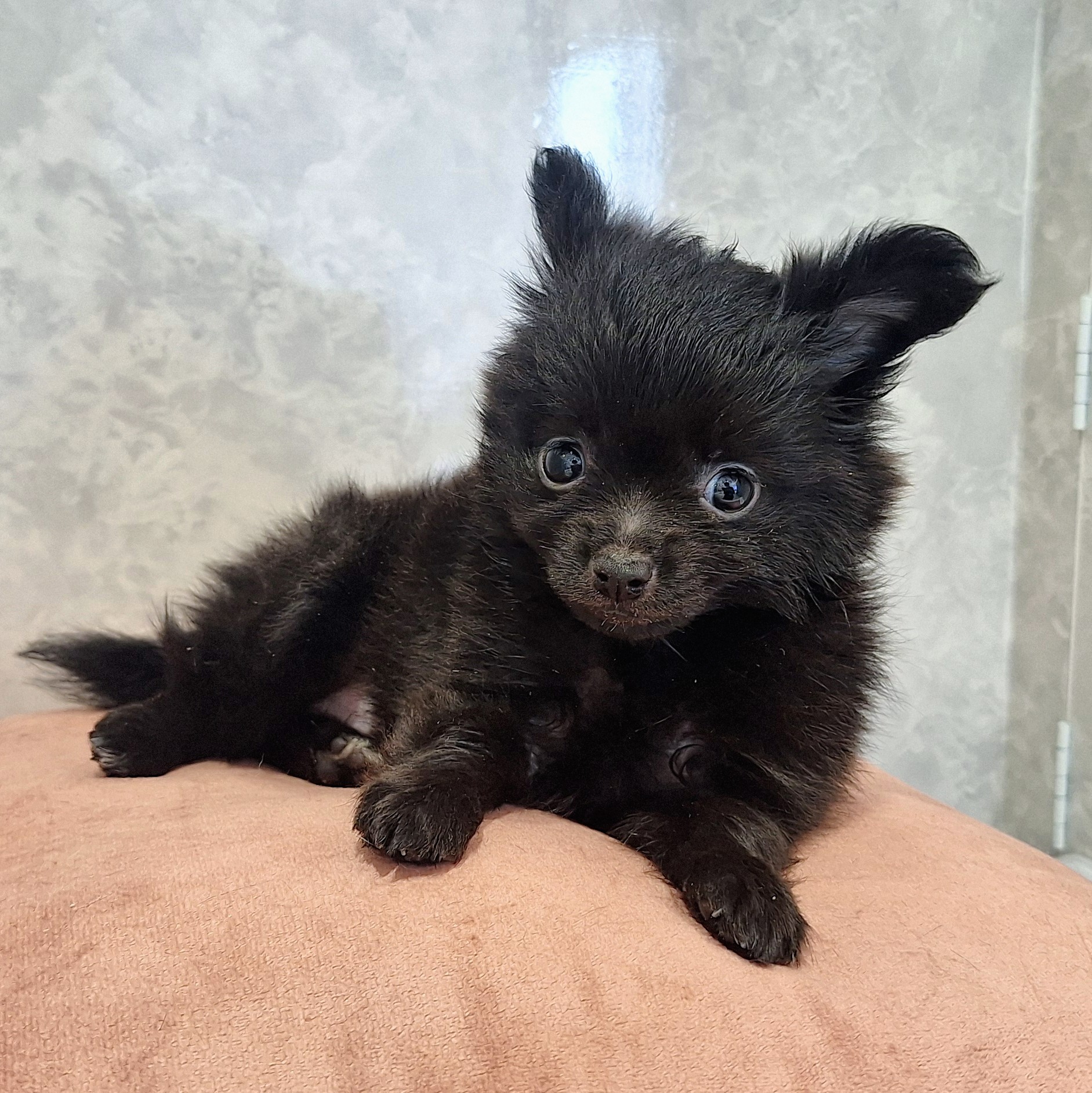 福岡県のポメチワ/チワポメ/ポメチー(ポメラニアン×チワワ) (犬の家＆猫の里くりえいと宗像店/2026年1月24日生まれ/女の子/ブラック)の子犬の2枚目の画像