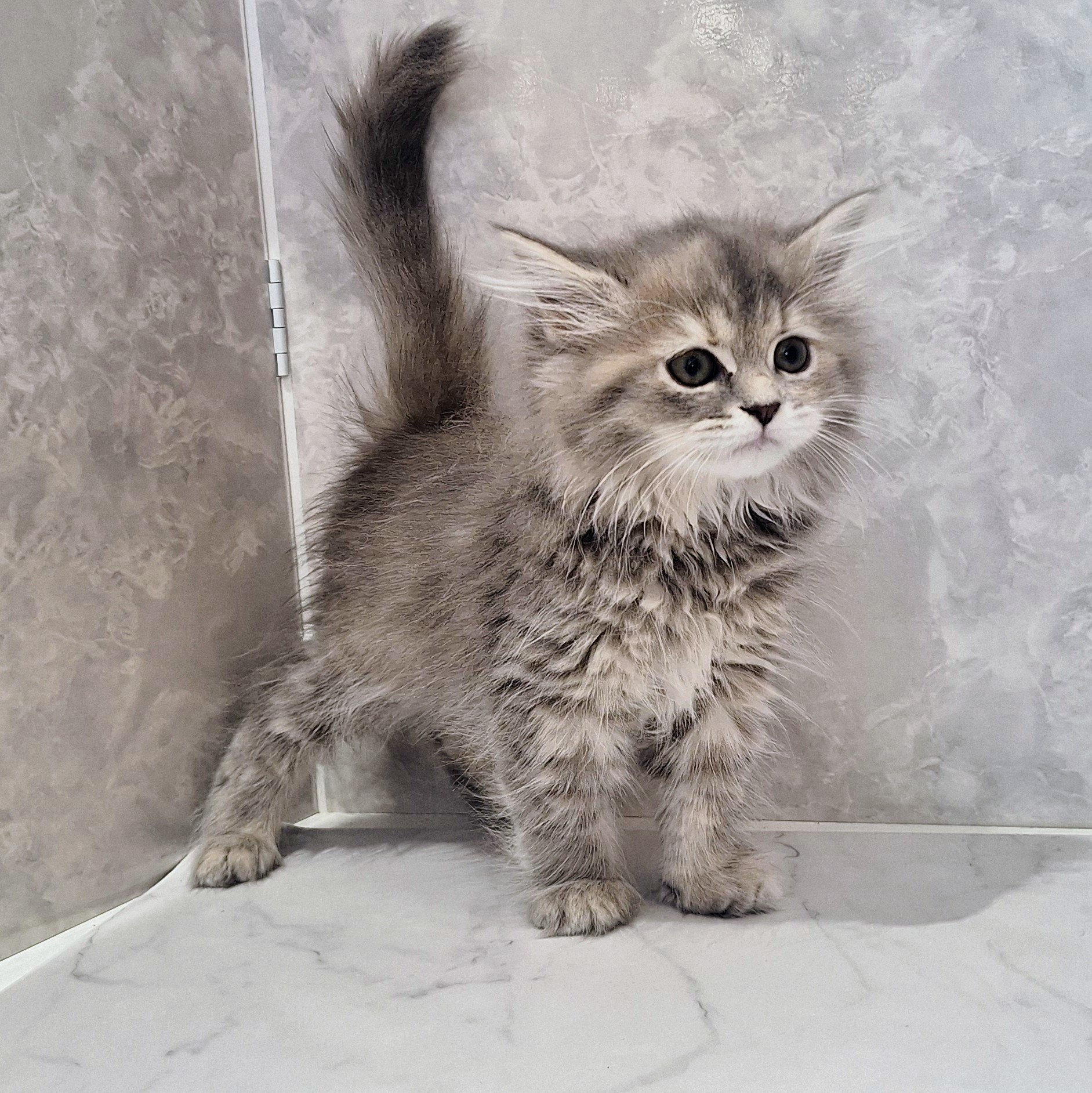 福岡県のラガマフィン (犬の家＆猫の里くりえいと宗像店/2026年1月25日生まれ/女の子/ブルータビー)の子猫の2枚目の画像