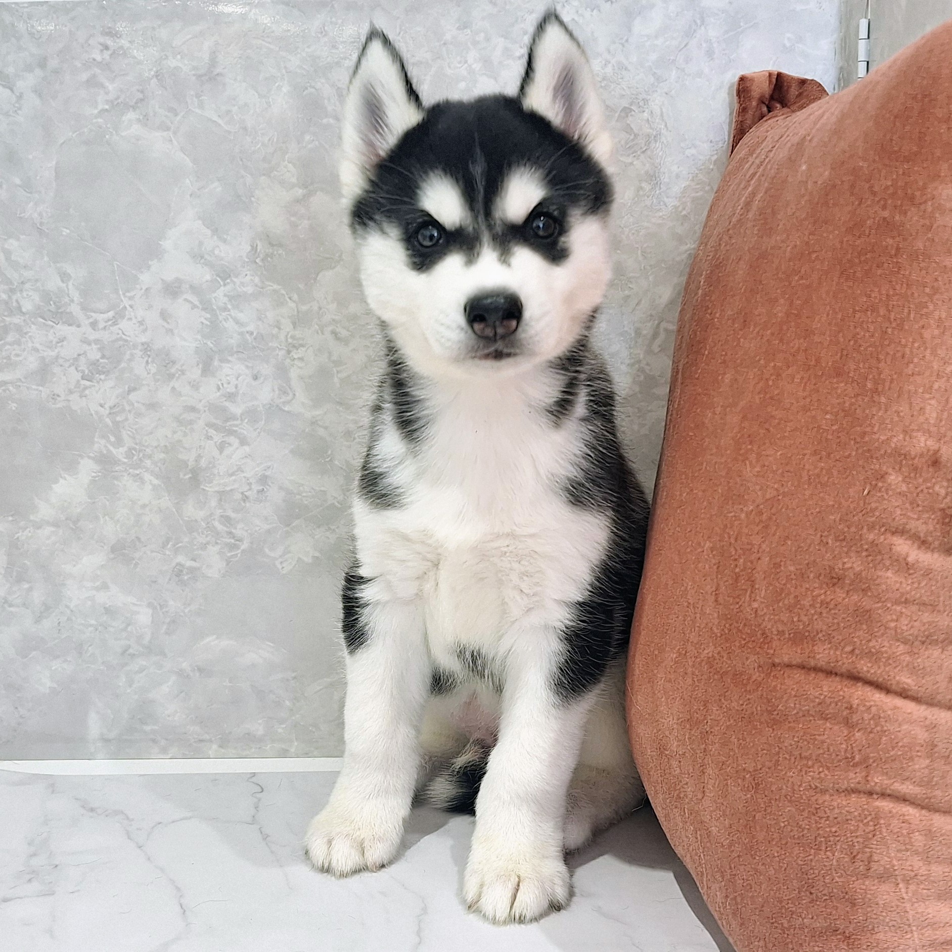 福岡県のシベリアンハスキー (犬の家＆猫の里くりえいと宗像店/2026年1月25日生まれ/男の子/ブラックホワイト)の子犬の2枚目の画像