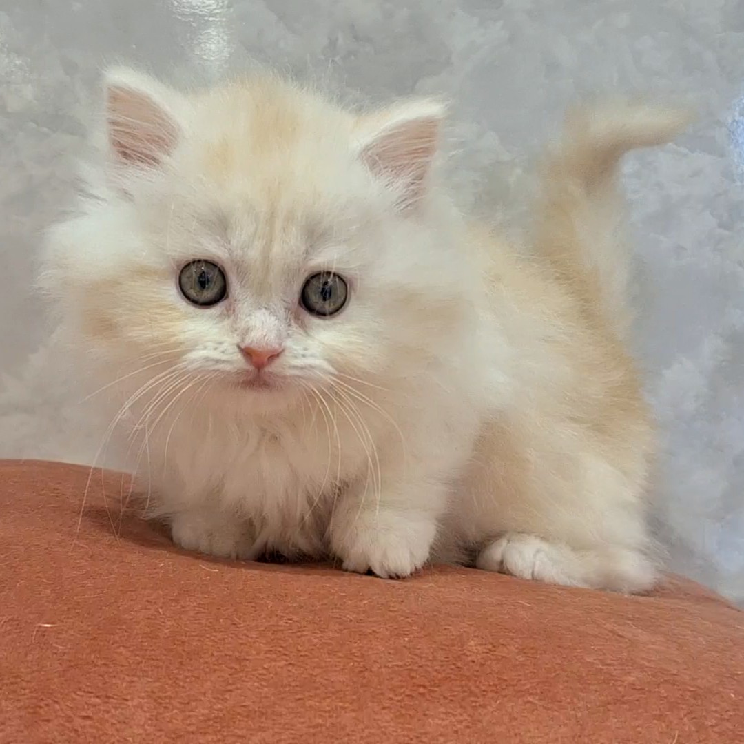 福岡県のマンチカン (犬の家＆猫の里くりえいと宗像店/2026年2月10日生まれ/女の子/クリームタビーホワイト)の子猫の2枚目の画像