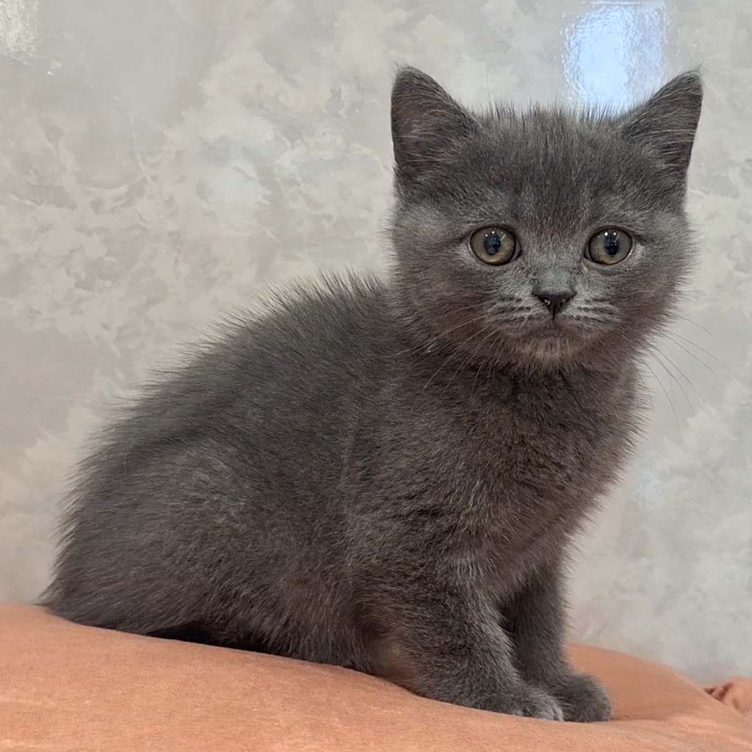 福岡県のブリティッシュショートヘアー (犬の家＆猫の里くりえいと宗像店/2026年2月10日生まれ/男の子/ブルー)の子猫の2枚目の画像