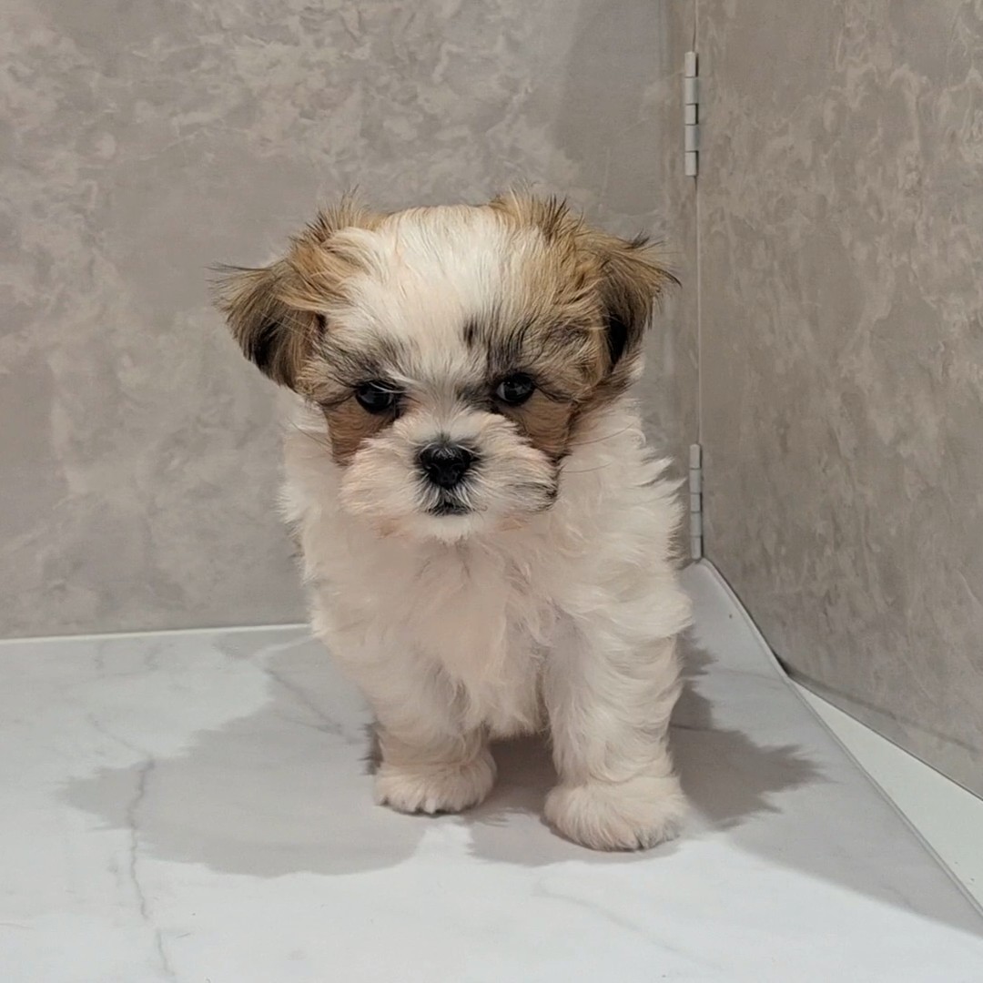 福岡県のマルズー/マルシーズ(マルチーズ×シーズー) (犬の家＆猫の里くりえいと宗像店/2026年2月4日生まれ/男の子/ホワイトゴールド)の子犬の2枚目の画像