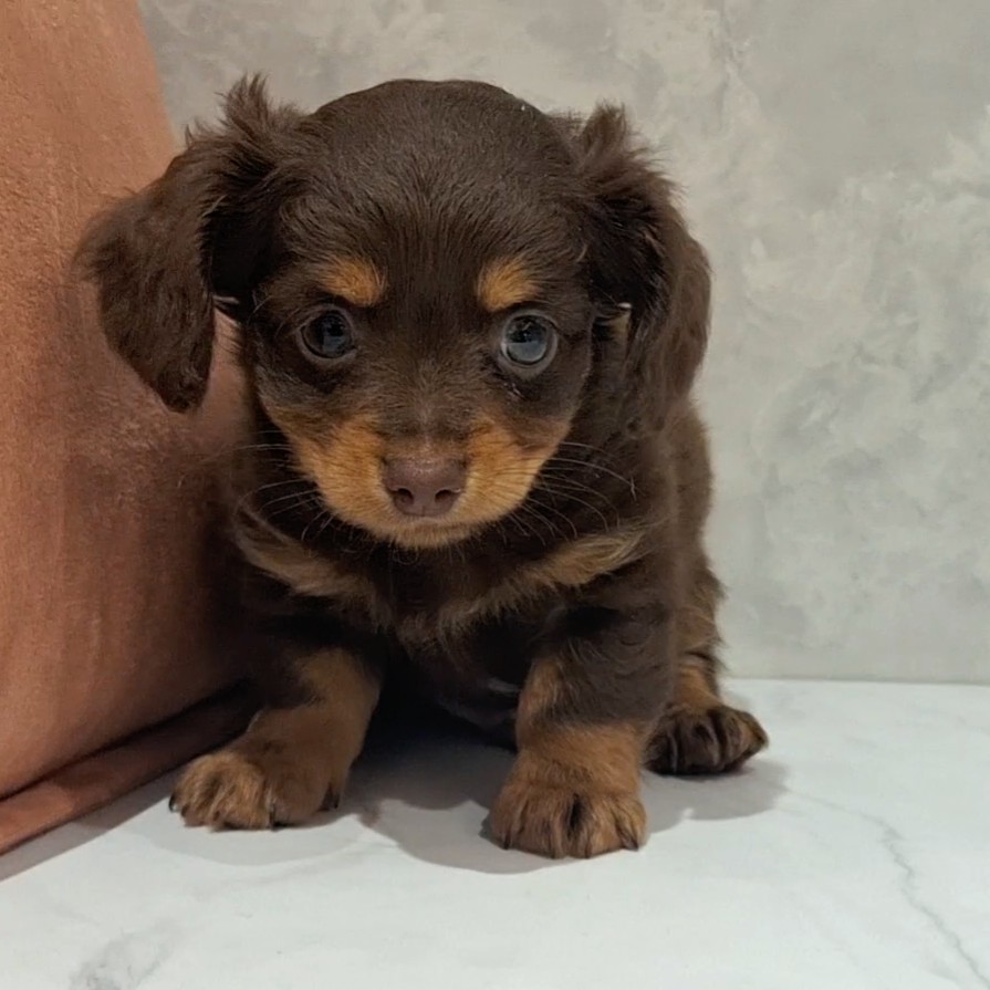 福岡県のチワックス(チワワ×ダックス) (犬の家＆猫の里くりえいと宗像店/2026年2月9日生まれ/男の子/チョコレートタン)の子犬の1枚目の画像