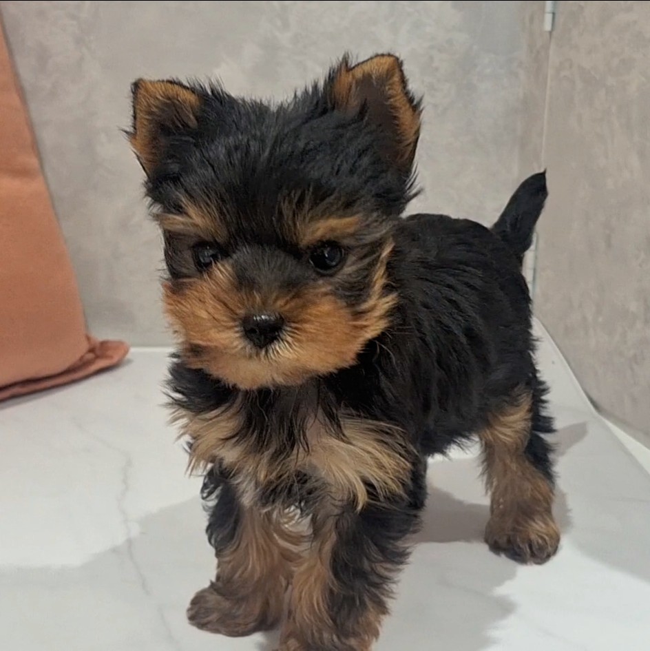 福岡県のヨークシャーテリア (犬の家＆猫の里くりえいと宗像店/2026年2月8日生まれ/男の子/スチールブルータン)の子犬の2枚目の画像