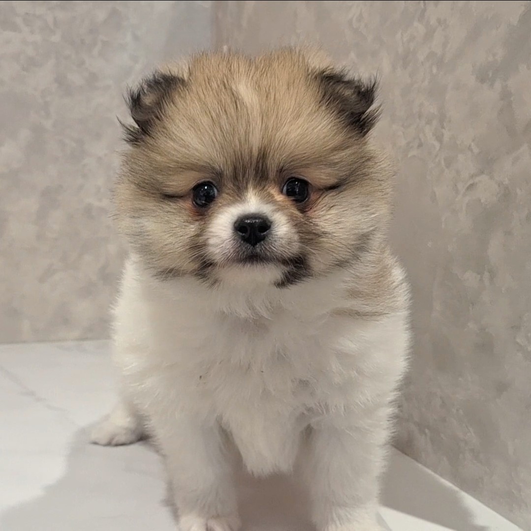 福岡県のポメチワ/チワポメ/ポメチー(ポメラニアン×チワワ) (犬の家＆猫の里くりえいと宗像店/2026年2月7日生まれ/男の子/パーティーカラー)の子犬の1枚目の画像