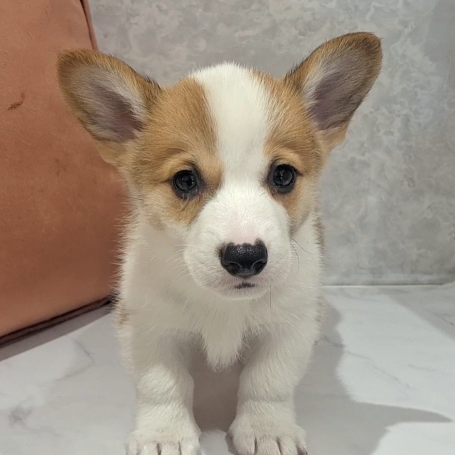 福岡県のウェルシュコーギーペンブローク (犬の家＆猫の里くりえいと宗像店/2026年2月8日生まれ/男の子/レッドホワイト)の子犬の2枚目の画像
