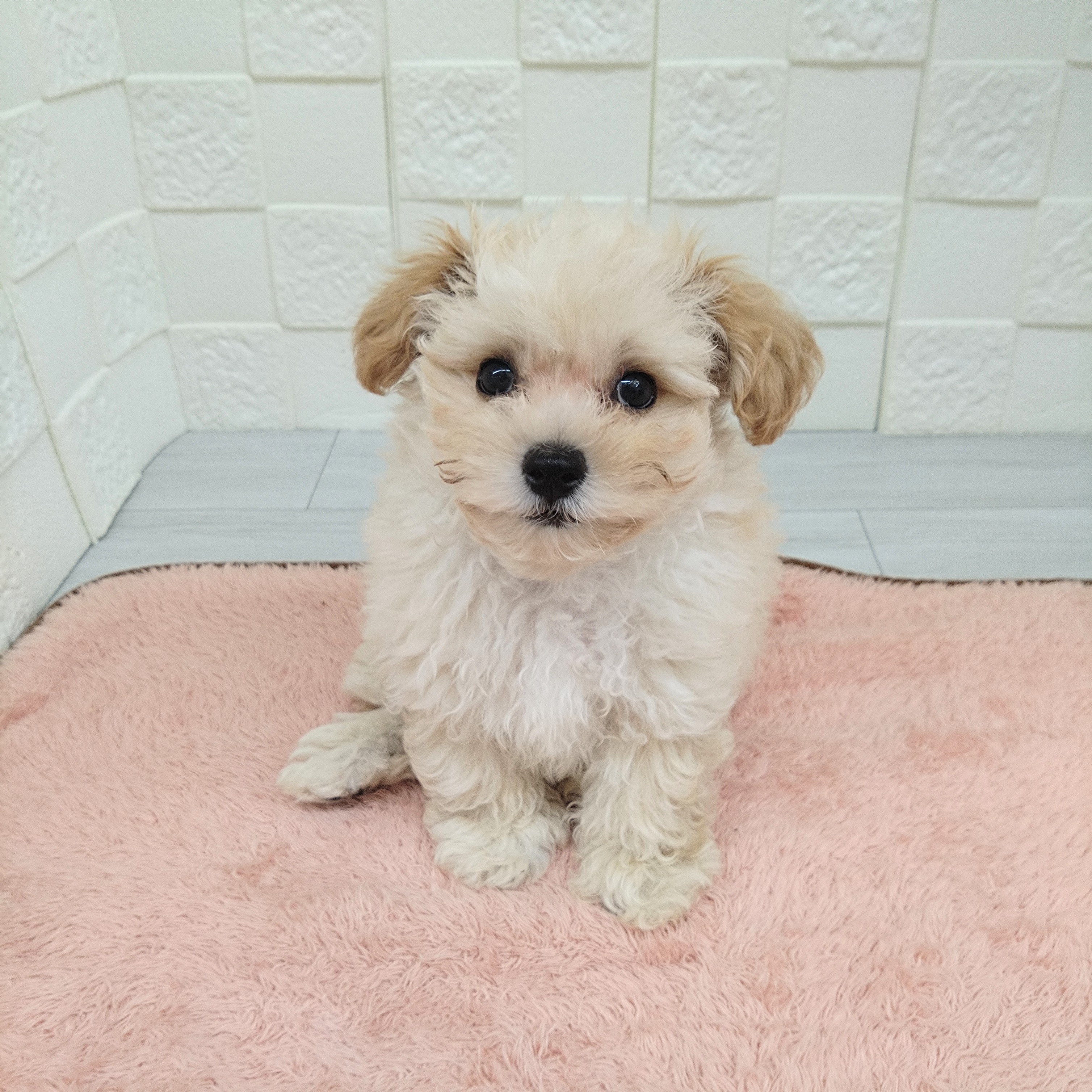 愛知県のマルプー(マルチーズ×プードル) (犬の家&猫の里碧南店/2025年6月24日生まれ/男の子/クリーム)の子犬