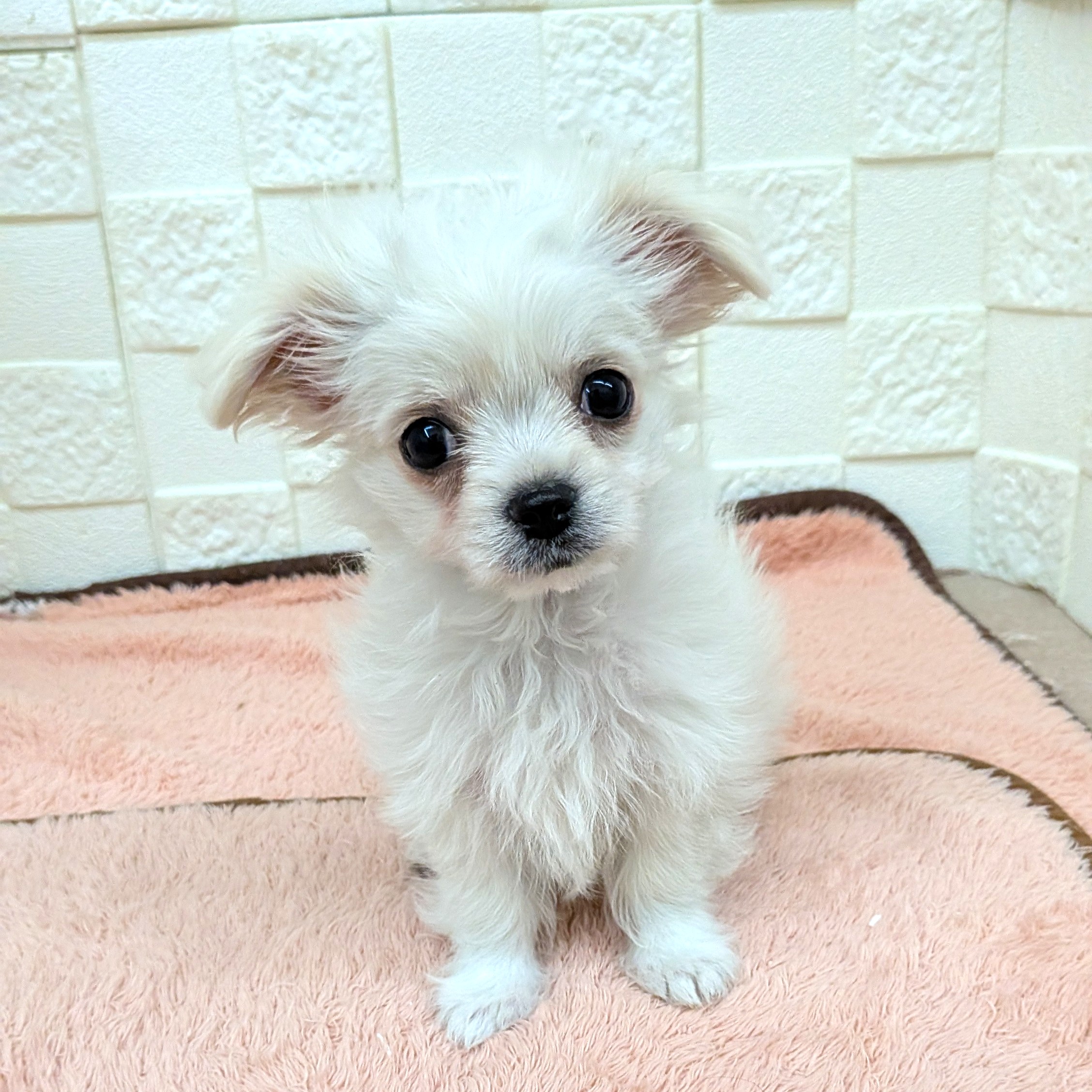愛知県のチワマル/マルチワ(チワワ×マルチーズ) (犬の家＆猫の里碧南店/2025年10月20日生まれ/男の子/クリームホワイト)の子犬の2枚目の画像