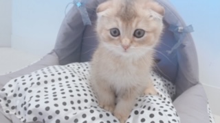 ペット画像2