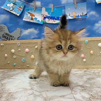 ペット画像2