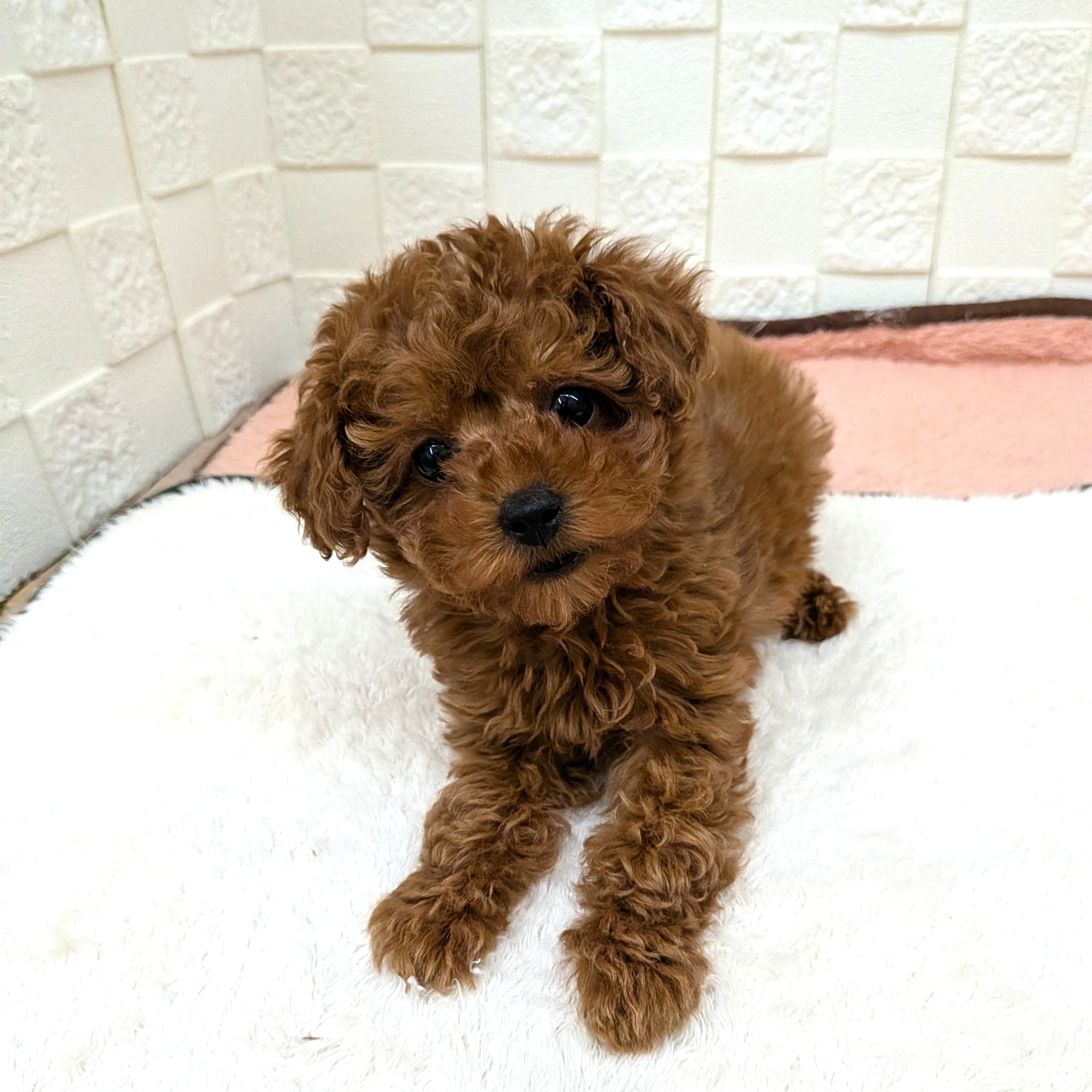 愛知県のトイプードル(トイ) (犬の家＆猫の里碧南店/2025年10月29日生まれ/女の子/レッドフォーン)の子犬の1枚目の画像