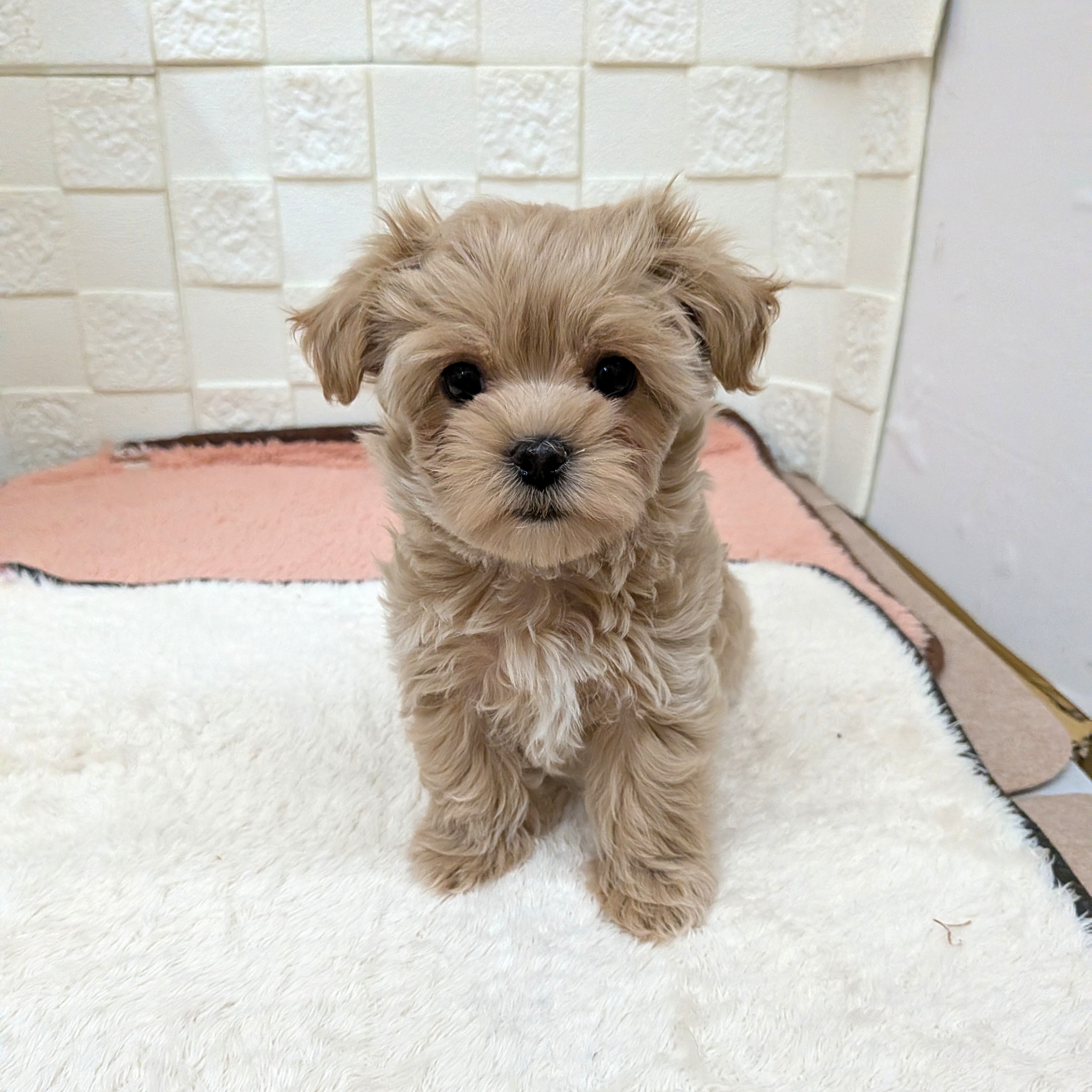 愛知県のマルプー(マルチーズ×プードル) (犬の家＆猫の里碧南店/2025年10月28日生まれ/女の子/アプリコット)の子犬の1枚目の画像