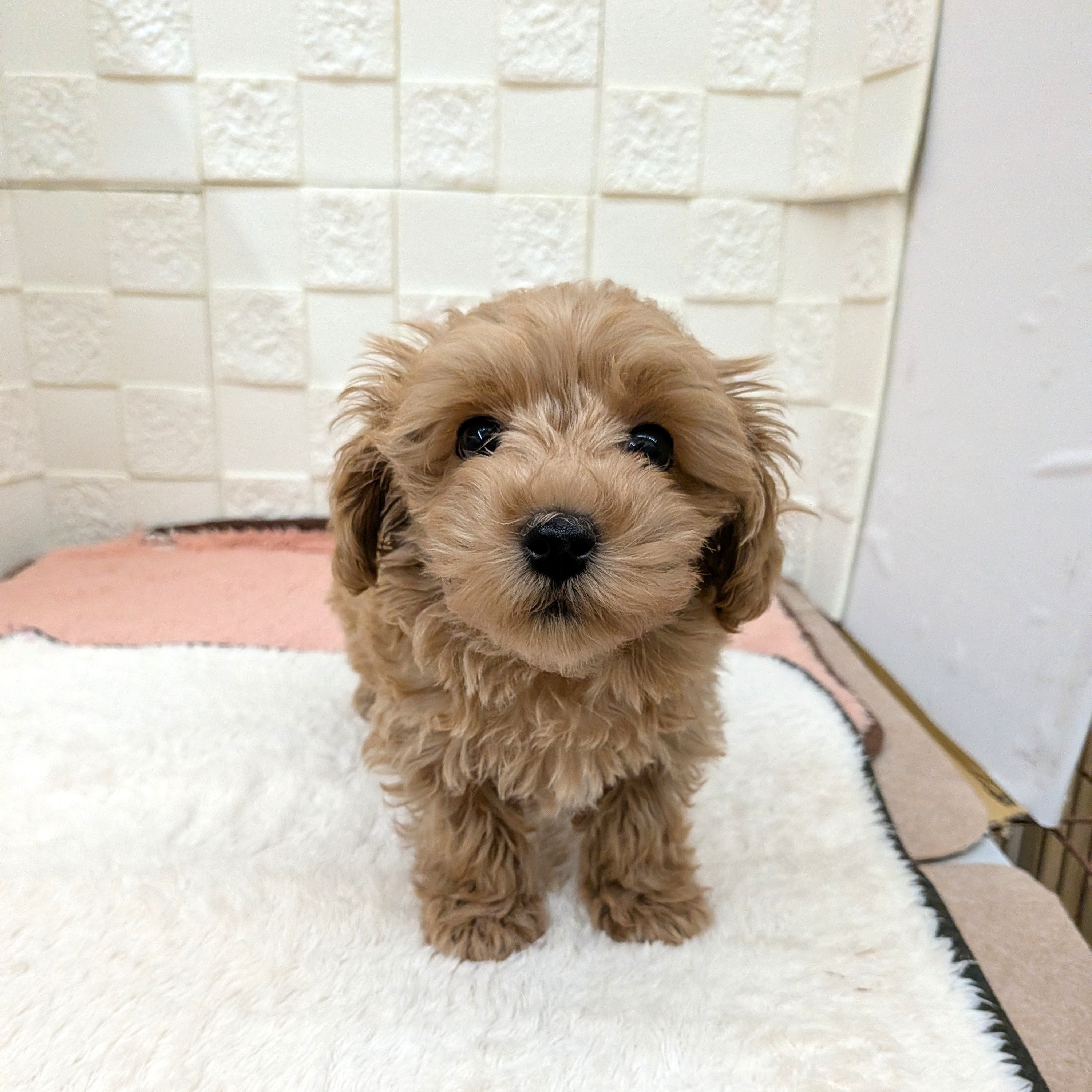 愛知県のマルプー(マルチーズ×プードル) (犬の家＆猫の里碧南店/2025年10月27日生まれ/男の子/アプリコットホワイト)の子犬の2枚目の画像