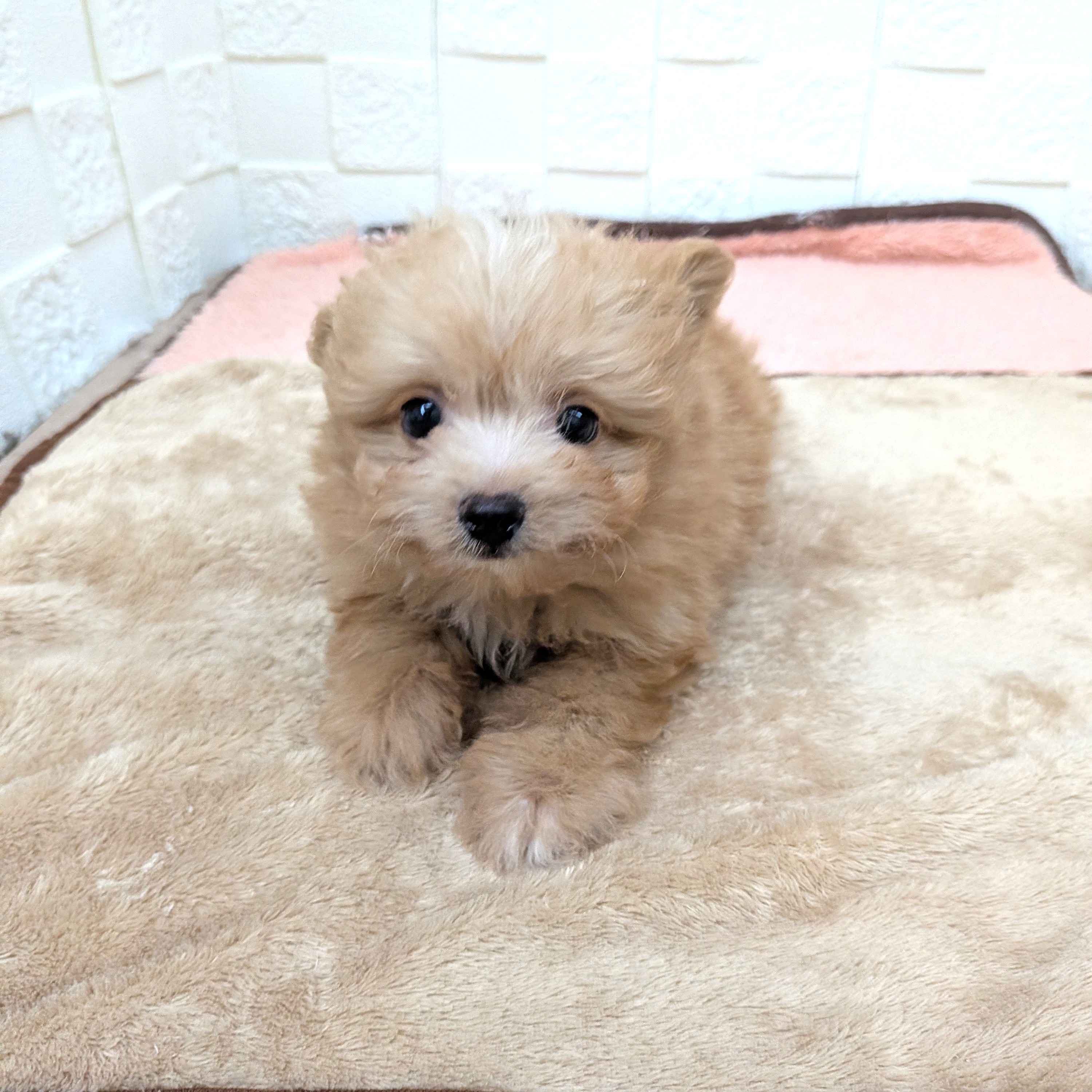 愛知県のポメプー(ポメラニアン×プードル) (犬の家＆猫の里碧南店/2025年10月28日生まれ/男の子/アプリコット)の子犬の2枚目の画像