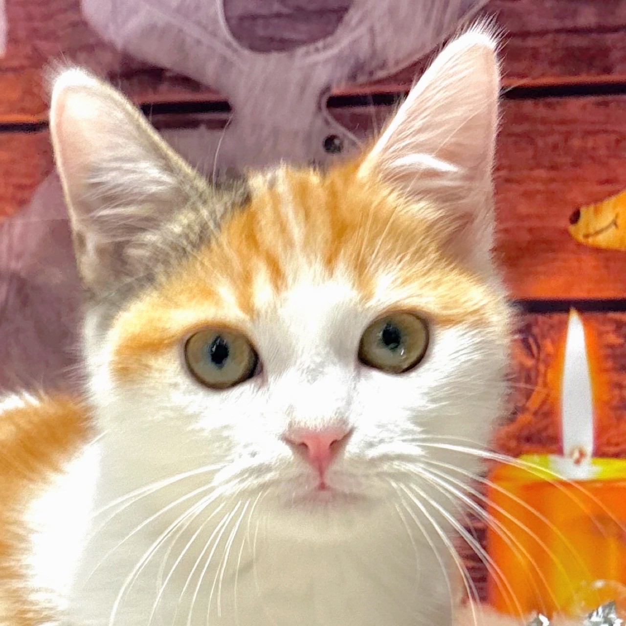 福岡県のマンチカン (犬の家＆猫の里トリアス久山店/2025年8月22日生まれ/女の子/キャリコ)の子猫の1枚目の画像