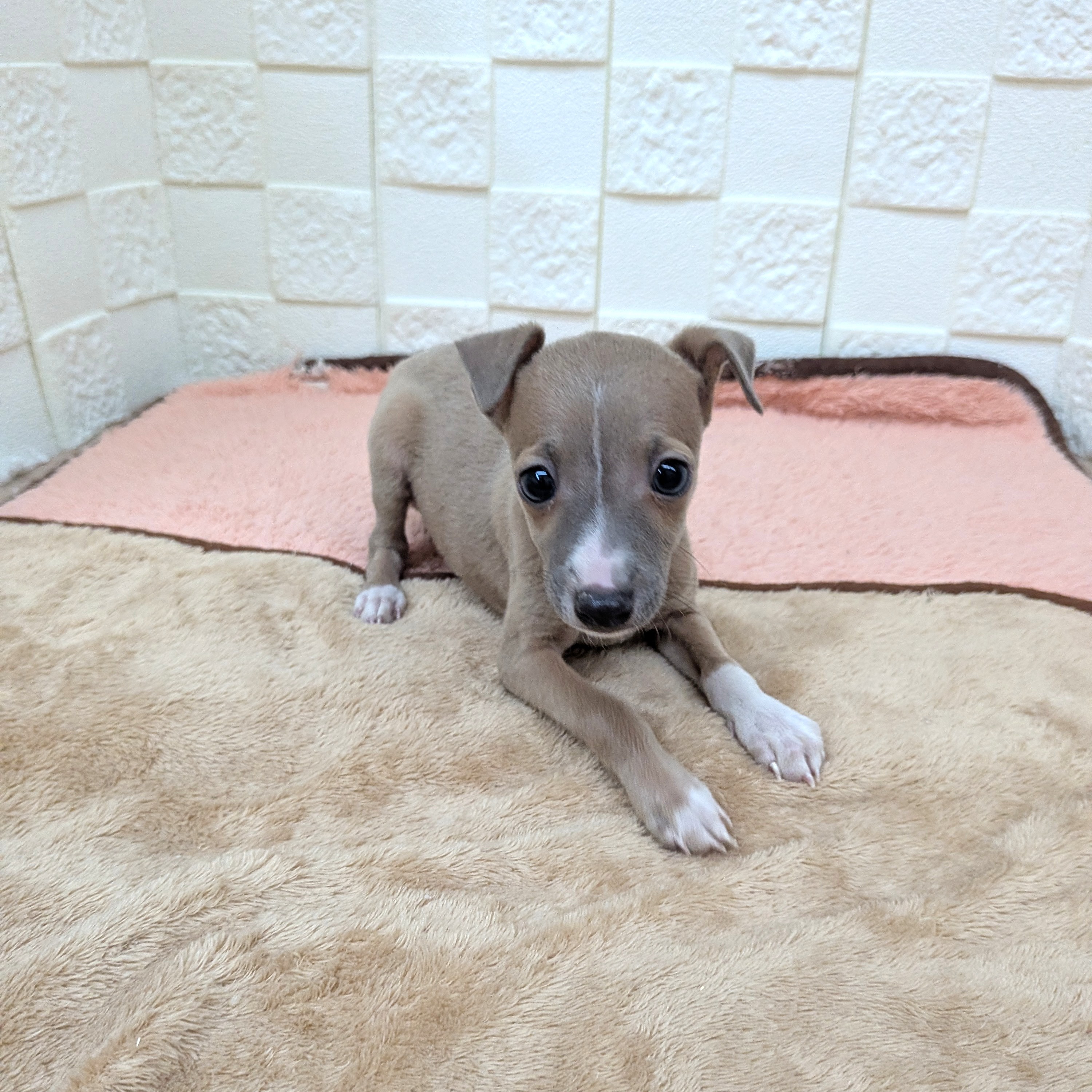 愛知県のイタリアングレーハウンド (犬の家＆猫の里碧南店/2025年11月3日生まれ/男の子/フォーンホワイト)の子犬の2枚目の画像