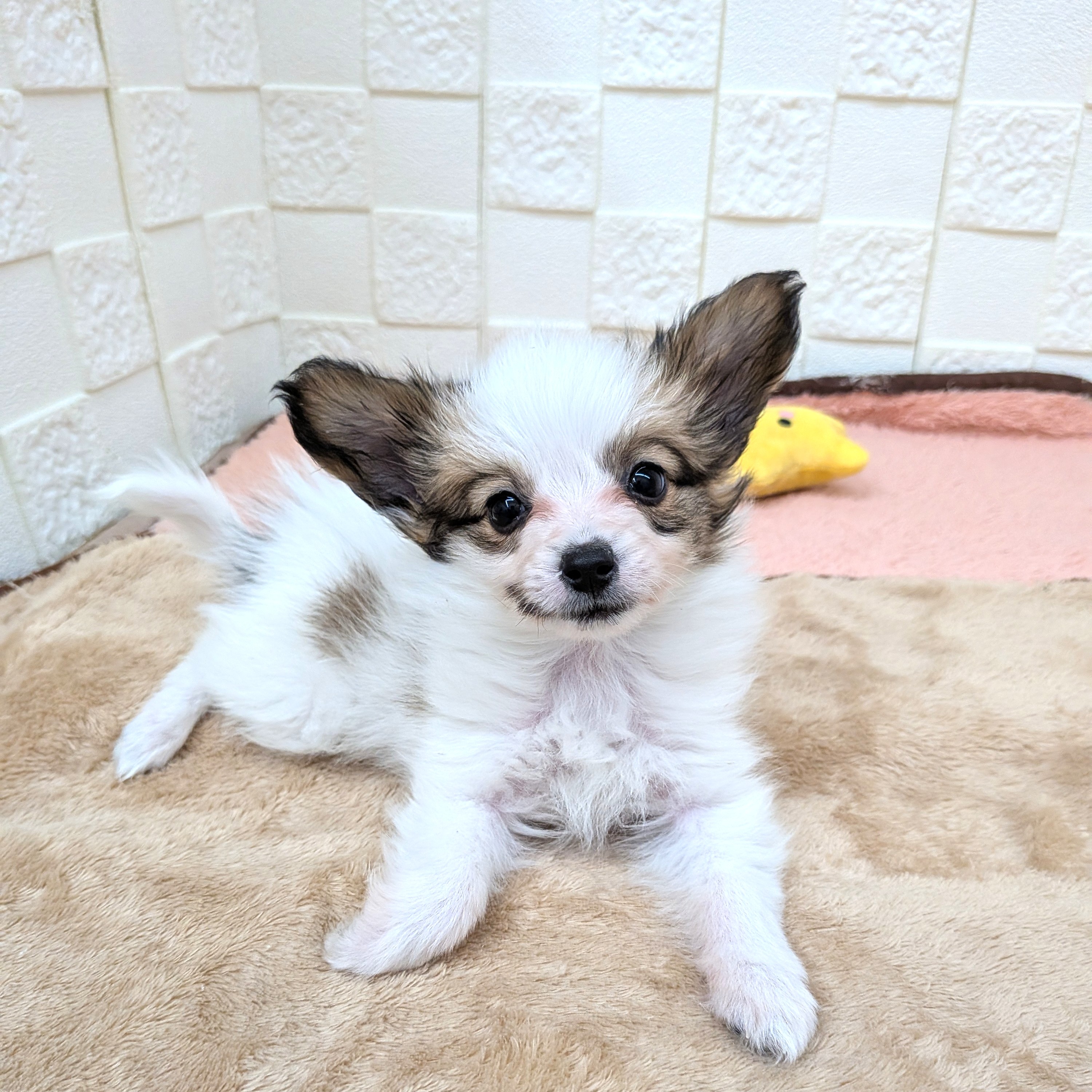 愛知県のパピヨン (犬の家＆猫の里碧南店/2025年11月1日生まれ/女の子/ホワイトブラウン)の子犬の1枚目の画像