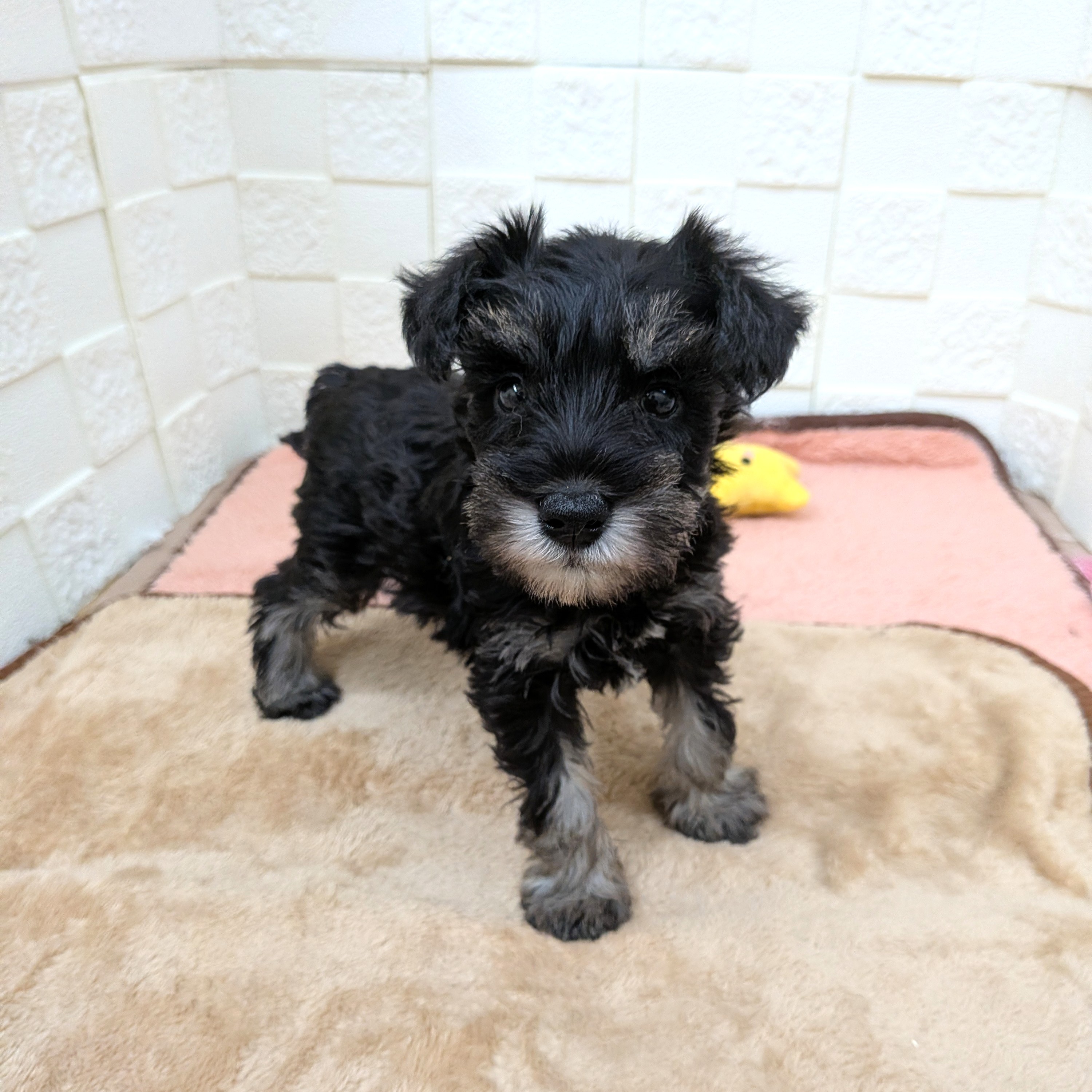 愛知県のミニチュアシュナウザー (犬の家＆猫の里碧南店/2025年11月2日生まれ/男の子/ブラックシルバー)の子犬の2枚目の画像