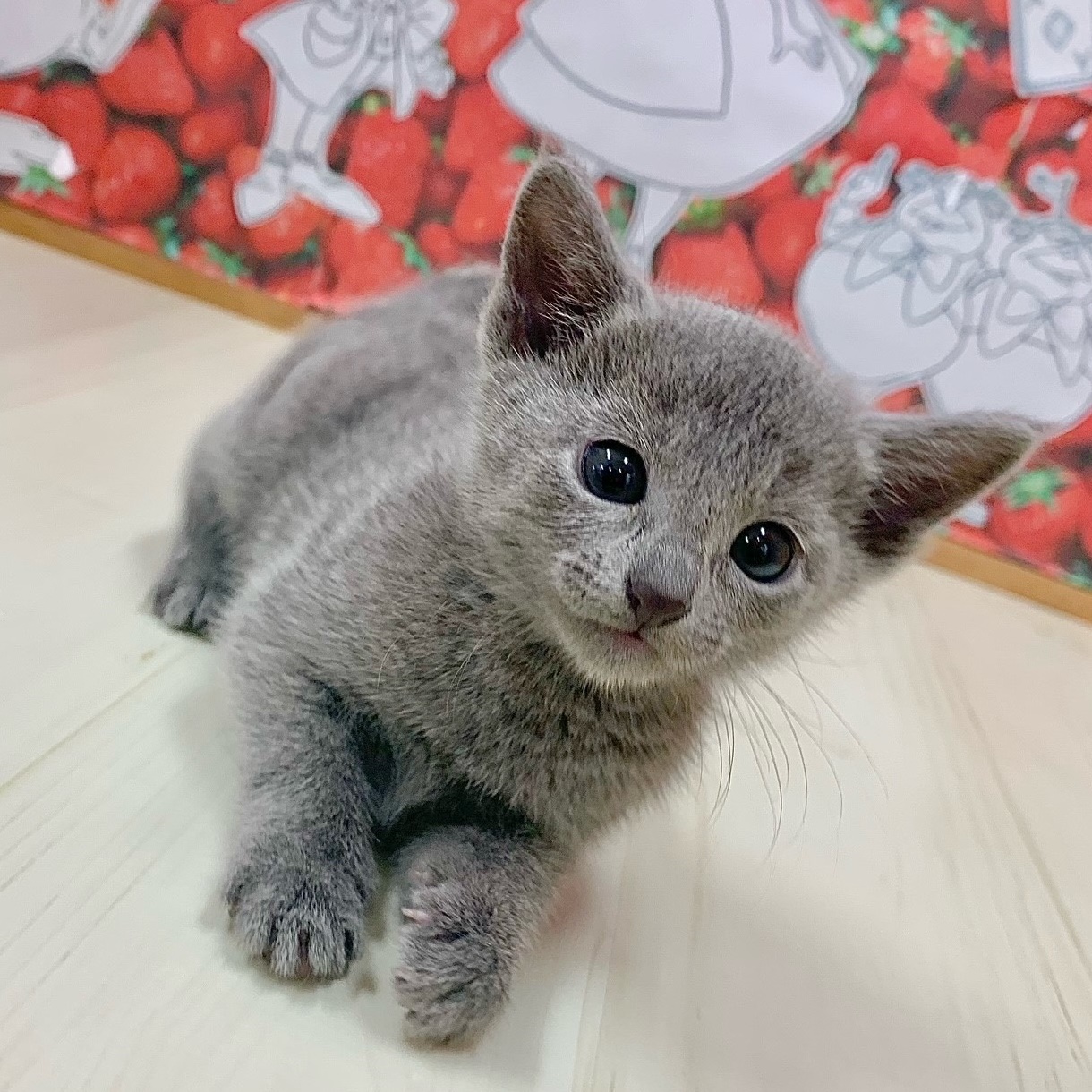 生体画像2