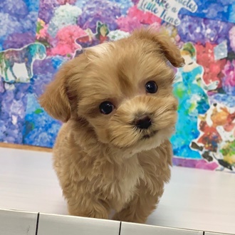 ペット画像2