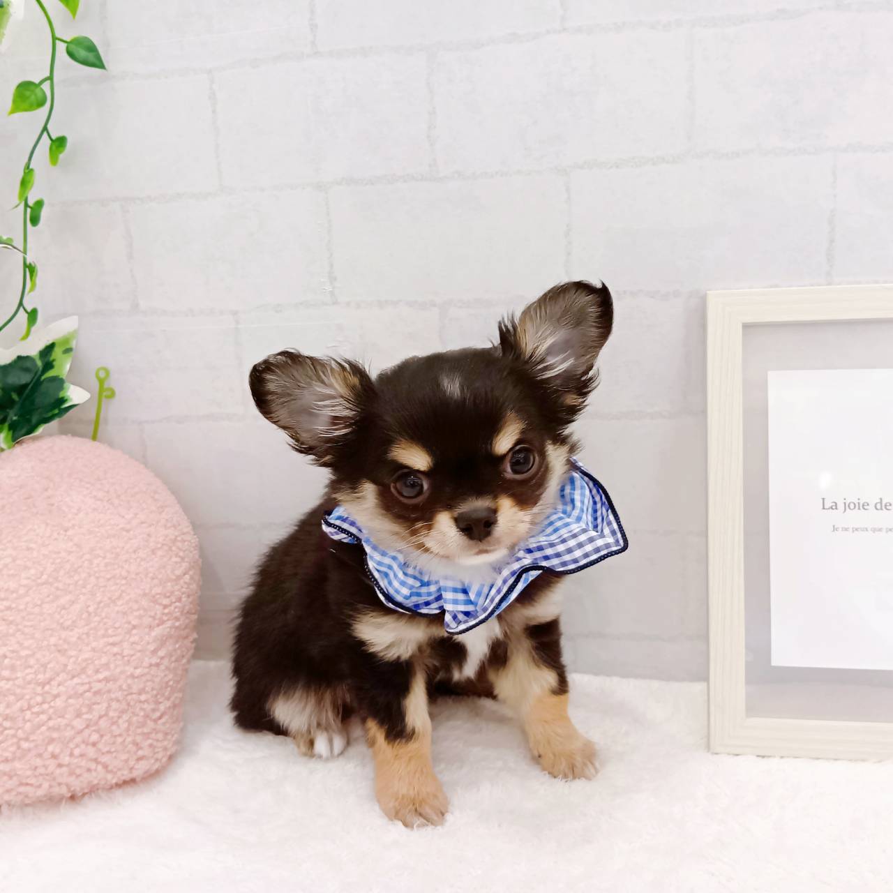 石川県のチワワ(ロング) (犬の家＆猫の里金沢店/2025年12月11日生まれ/男の子/ブラックタン)の子犬