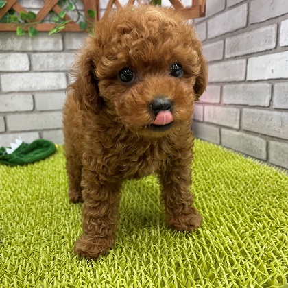 ペット画像2