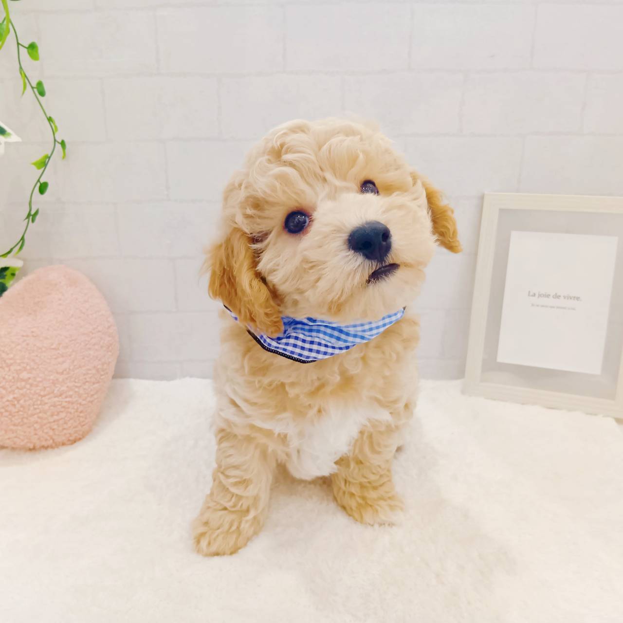 石川県のハーフ犬・ミックス犬 (犬の家＆猫の里金沢店/2025年12月14日生まれ/男の子/カフェオレ)の子犬の2枚目の画像