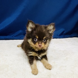 2026年1月26日生まれのポメチワ/チワポメ/ポメチー(ポメラニアン×チワワ)