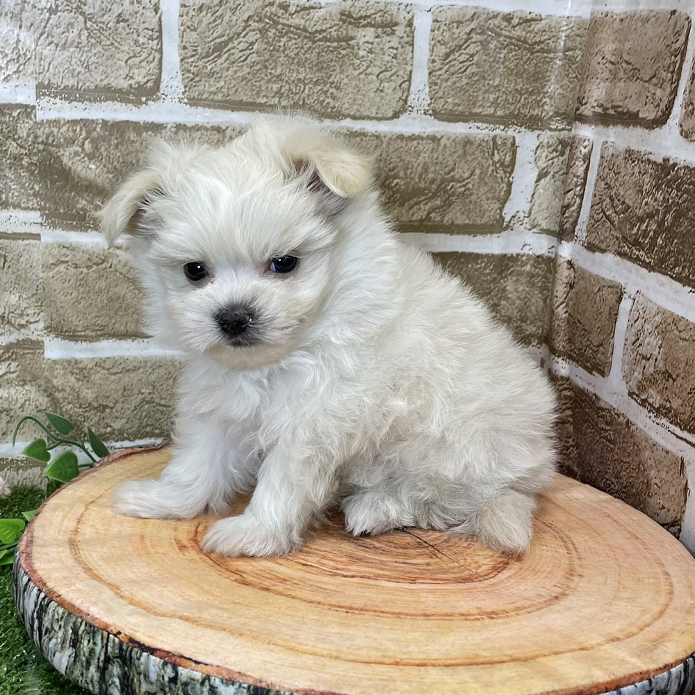 ハーフ犬の画像2
