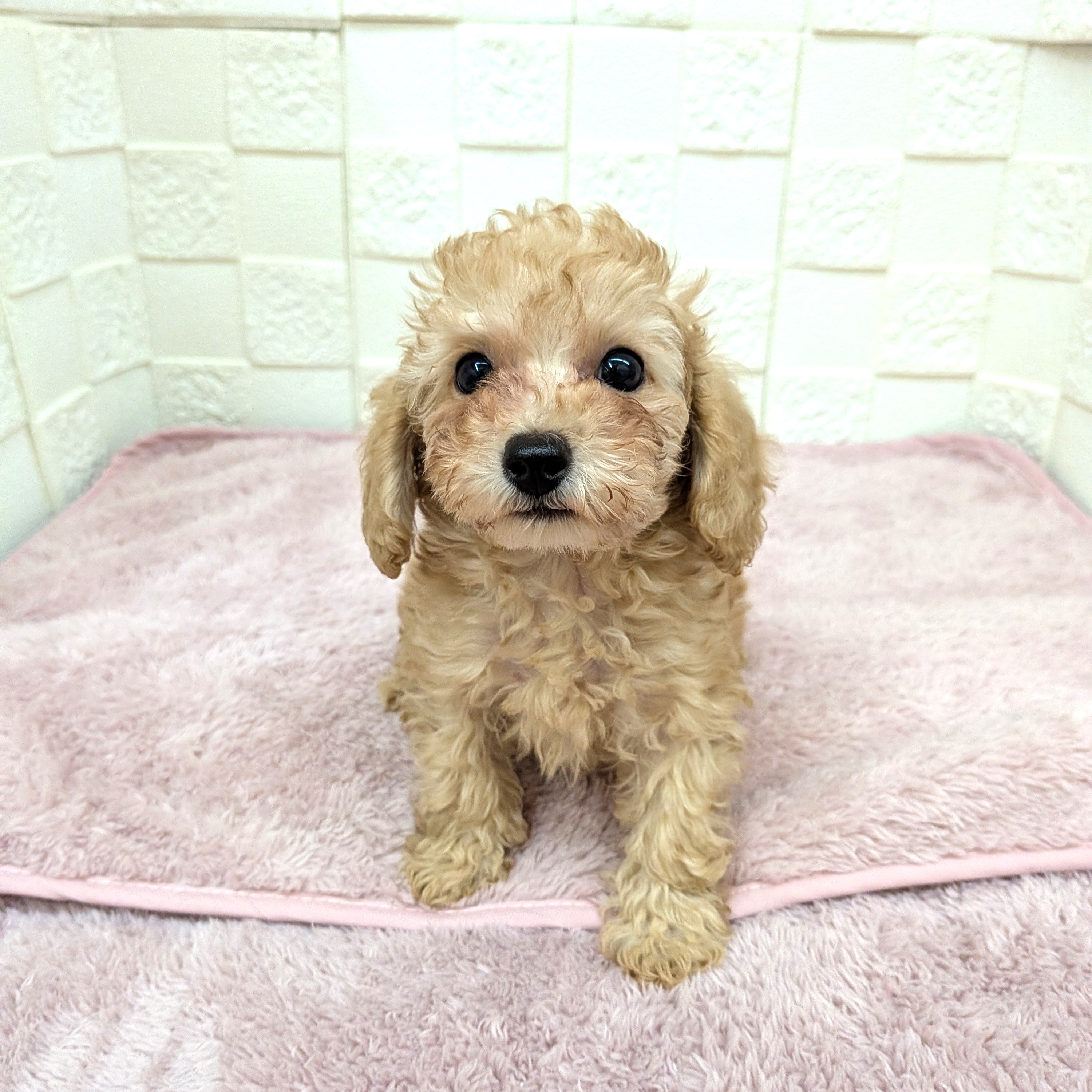 愛知県のトイプードル(トイ) (犬の家＆猫の里碧南店/2025年11月20日生まれ/男の子/オレンジフォーン)の子犬の2枚目の画像