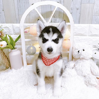 シベリアンハスキーの子犬一覧 ペットショップ 犬の家