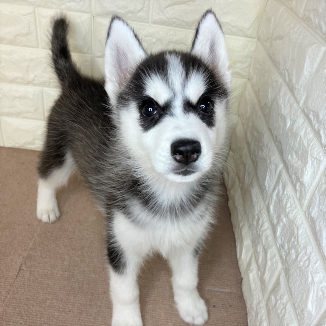 シベリアンハスキーの子犬一覧 ペットショップ 犬の家
